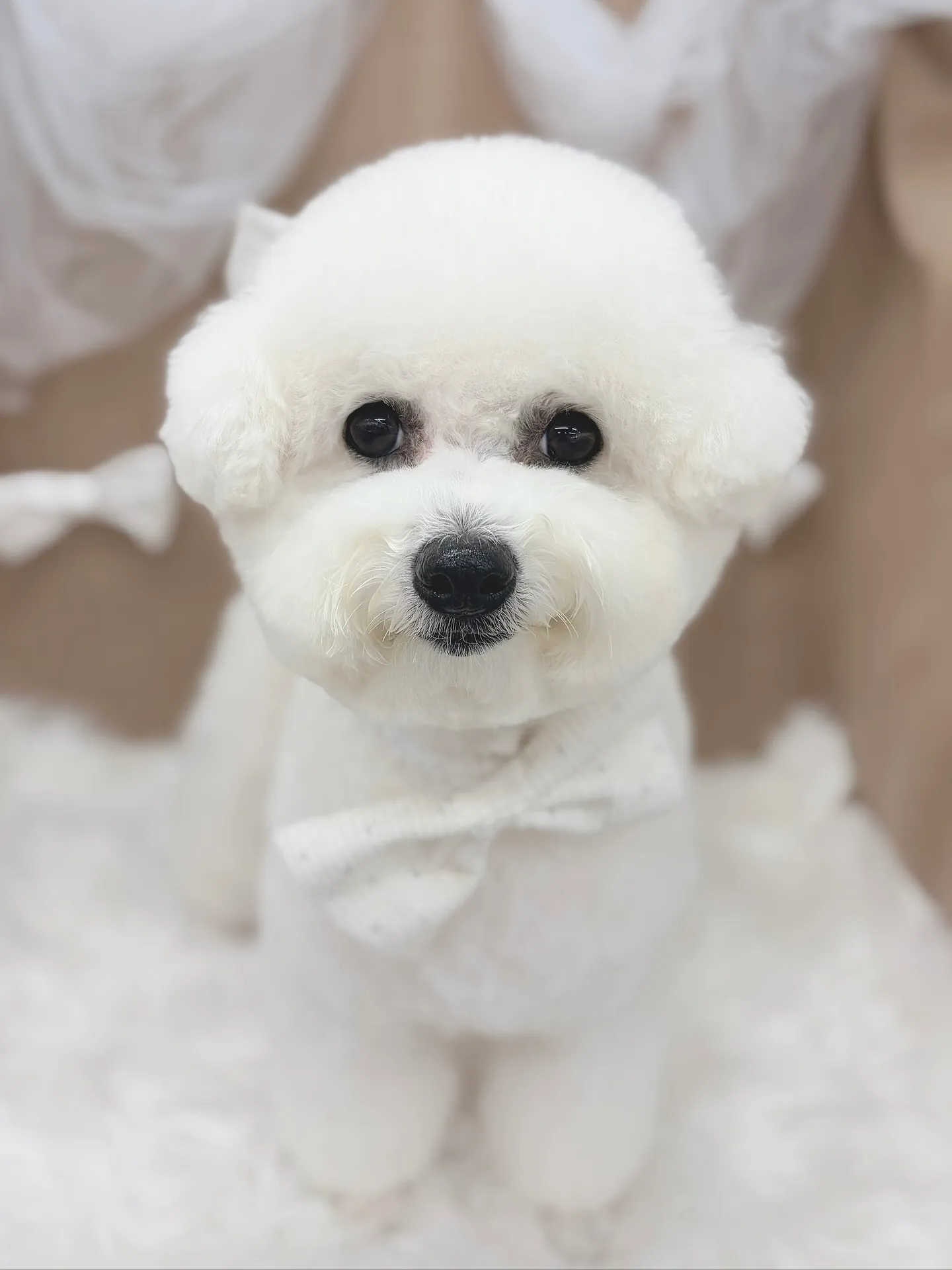 ୨୧ ∴トリミングサロン∴ ୨୧