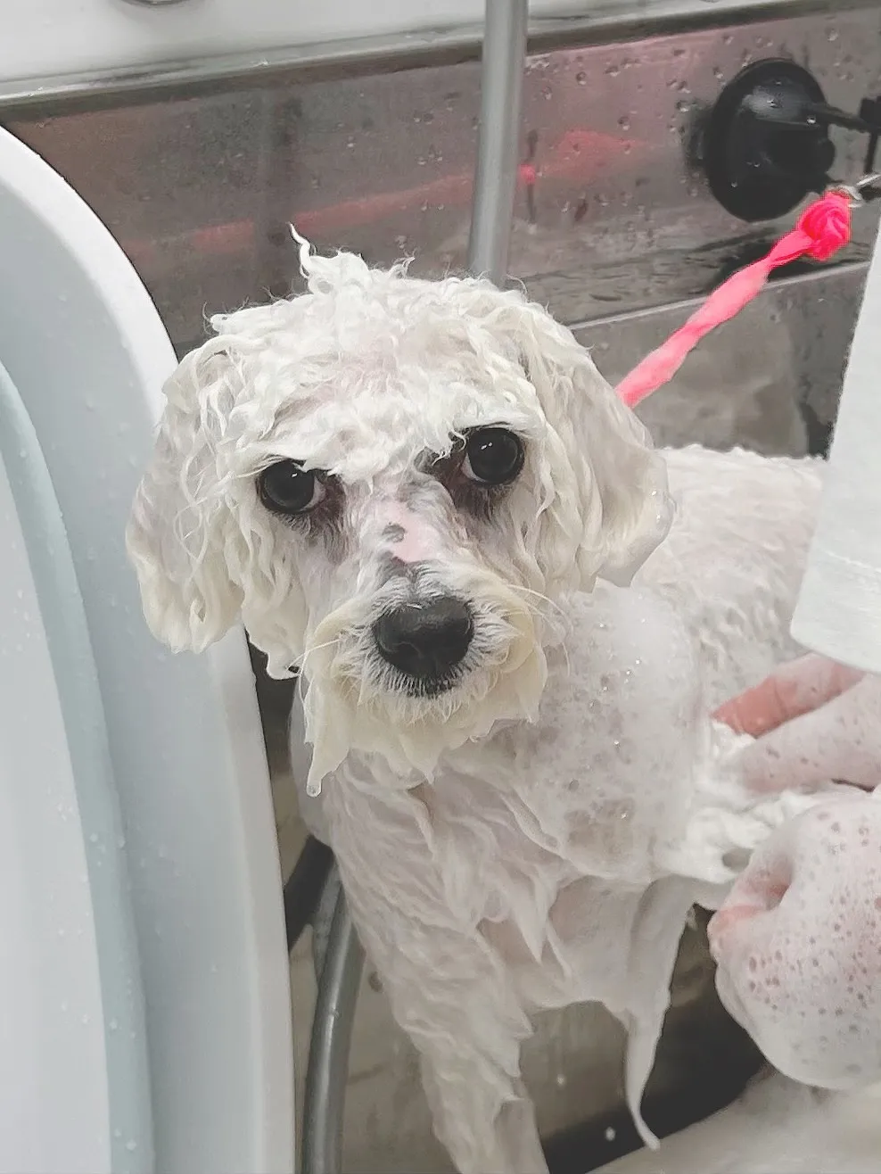 ୨୧ ∴トリミングサロン∴ ୨୧