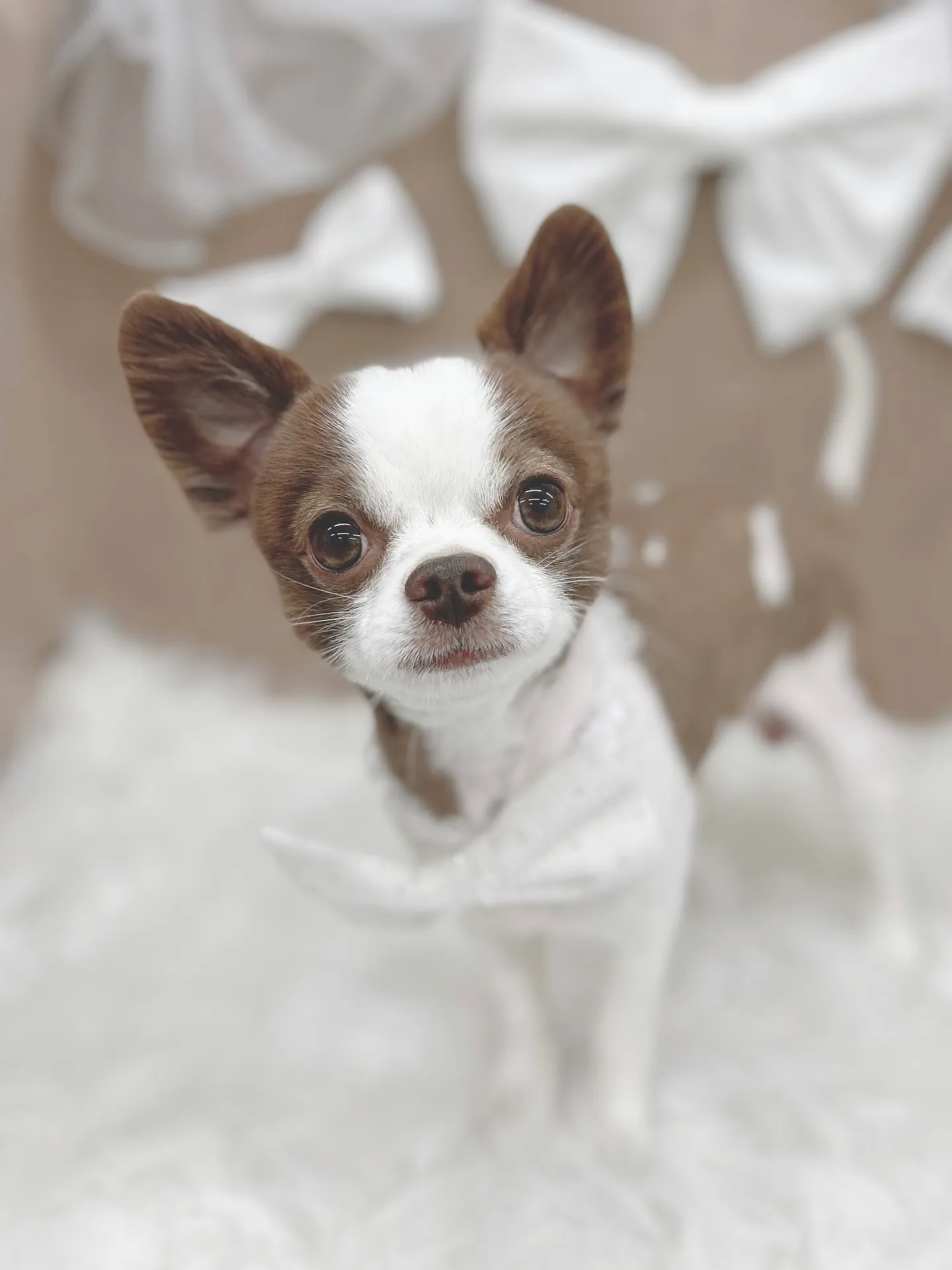 ୨୧ ∴トリミングサロン∴ ୨୧