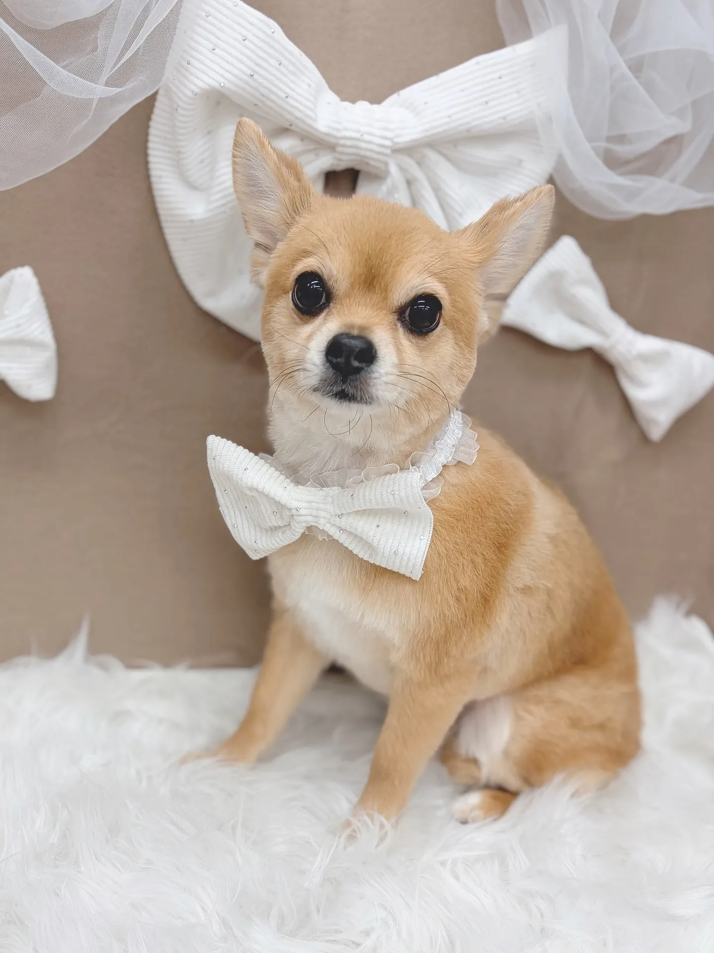 ୨୧ ∴トリミングサロン∴ ୨୧