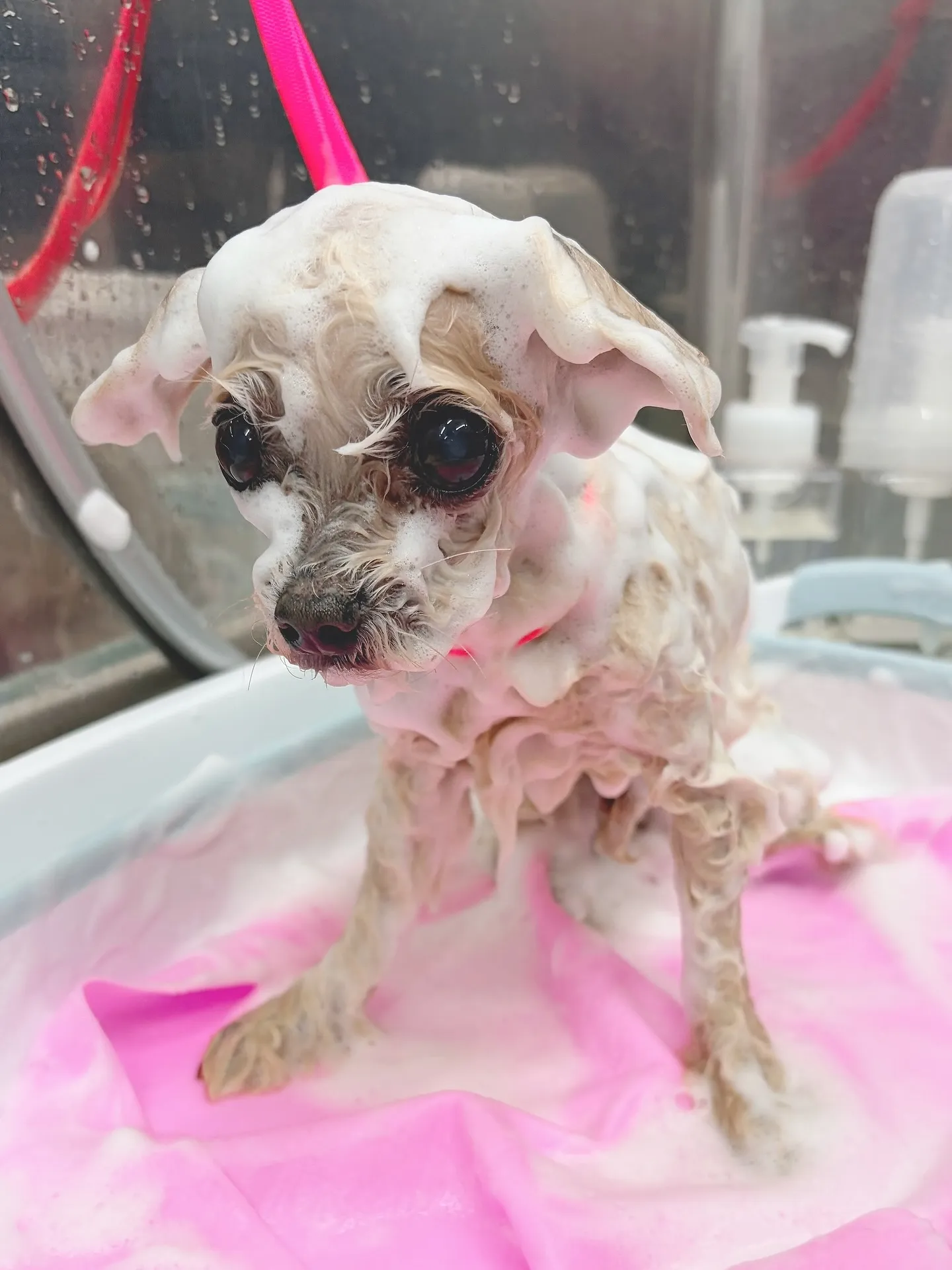 ୨୧ ∴トリミングサロン∴ ୨୧