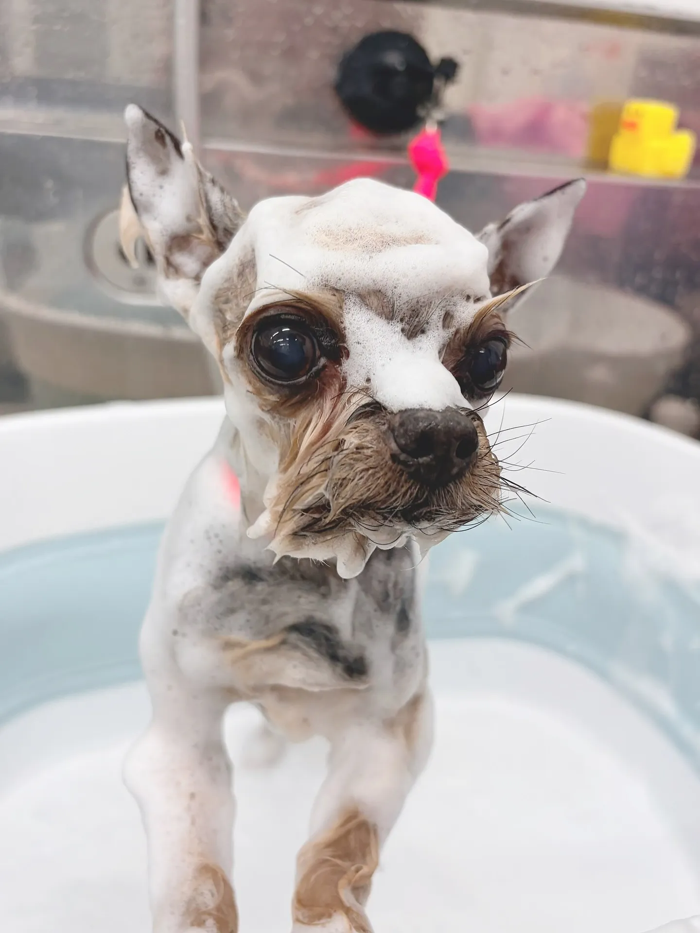 ୨୧ ∴トリミングサロン∴ ୨୧