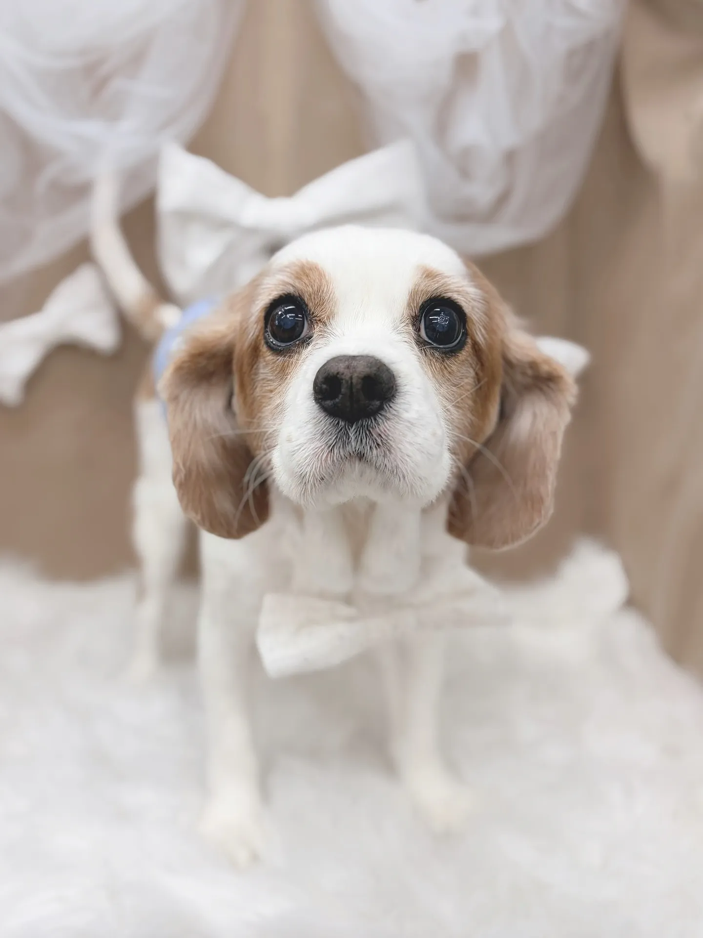 ୨୧ ∴トリミングサロン∴ ୨୧