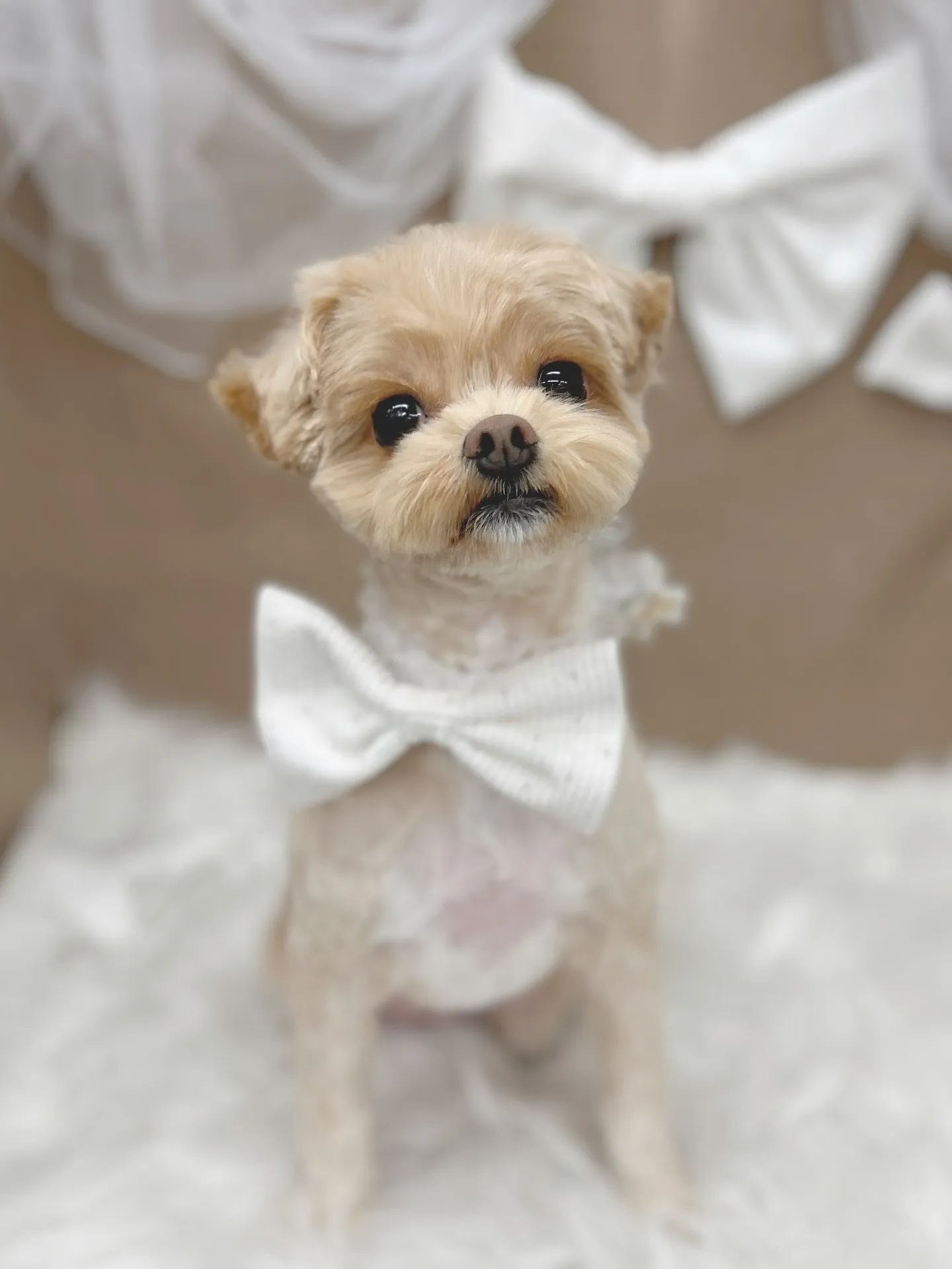 ୨୧ ∴トリミングサロン∴ ୨୧