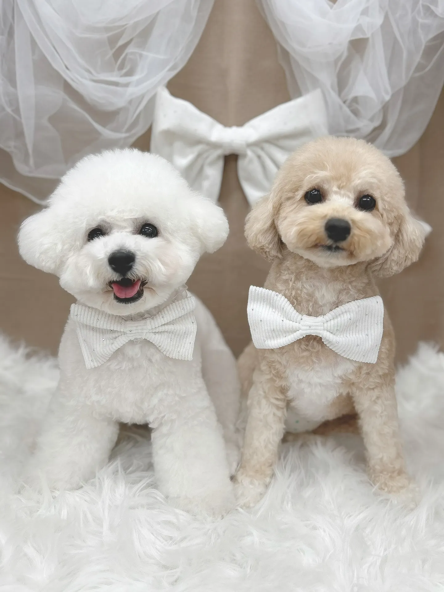 ୨୧ ∴トリミングサロン∴ ୨୧