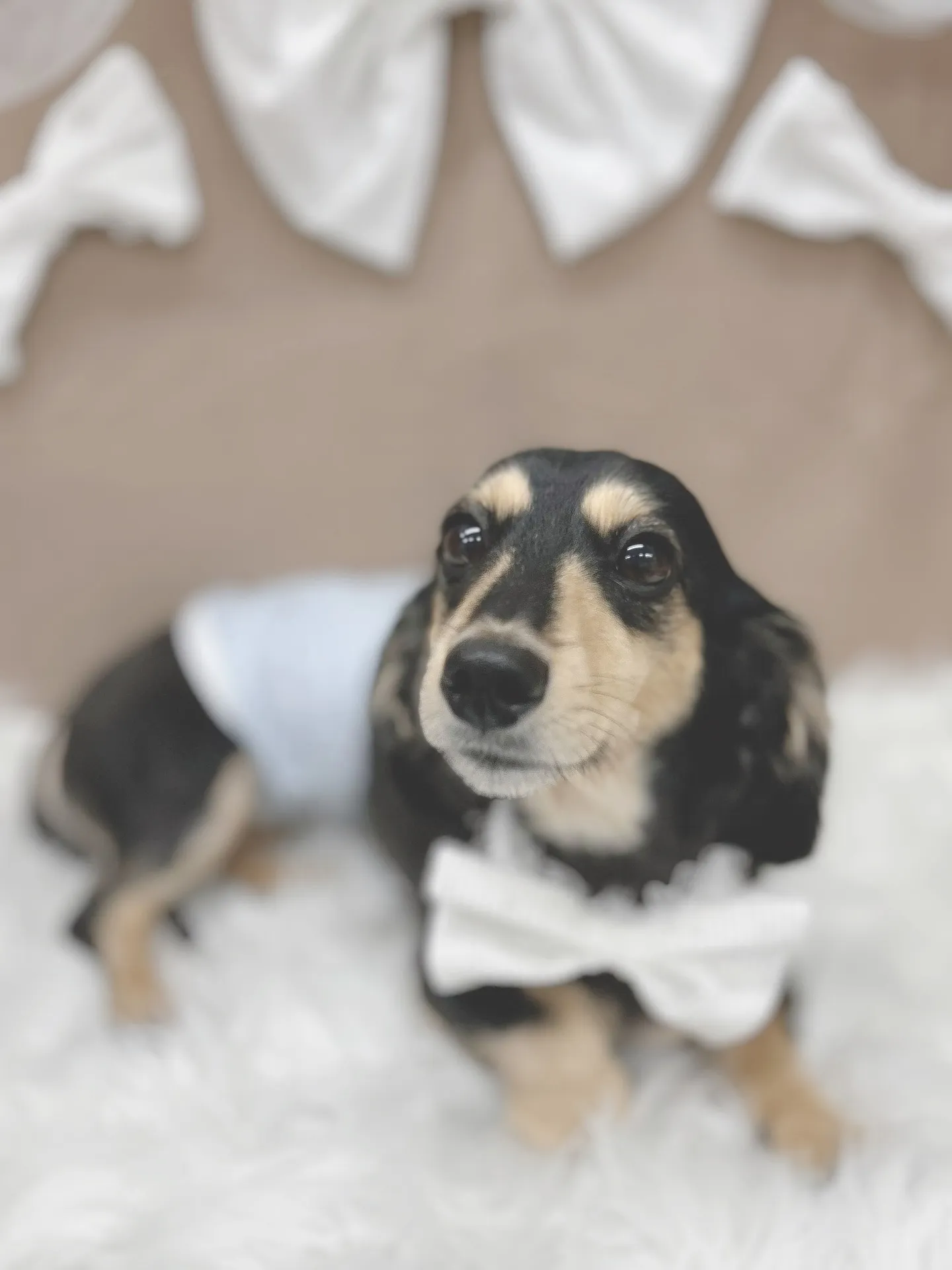 ୨୧ ∴トリミングサロン∴ ୨୧