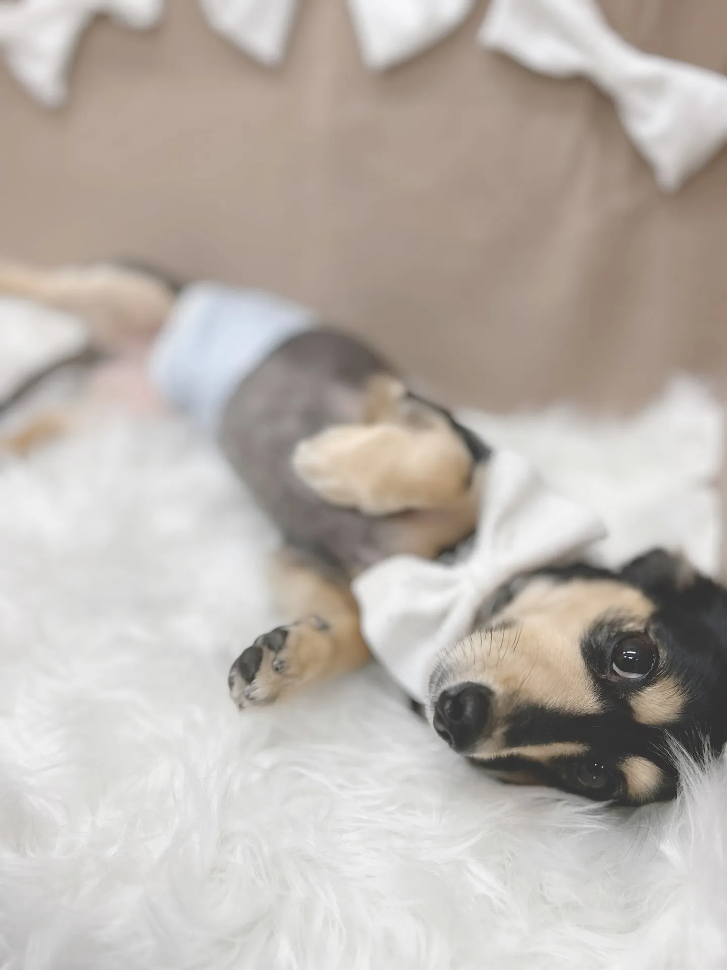 ୨୧ ∴トリミングサロン∴ ୨୧