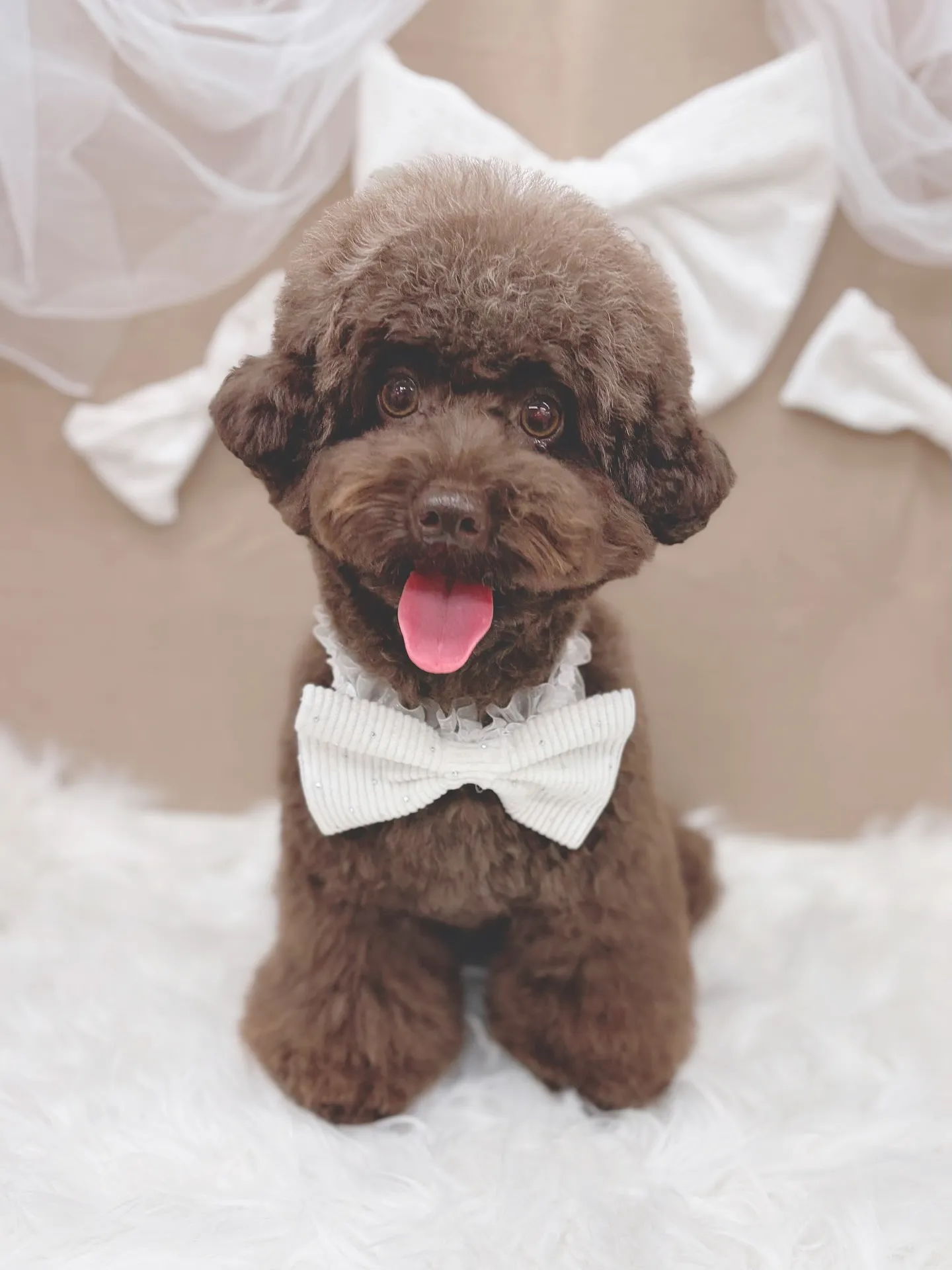 ୨୧ ∴トリミングサロン∴ ୨୧