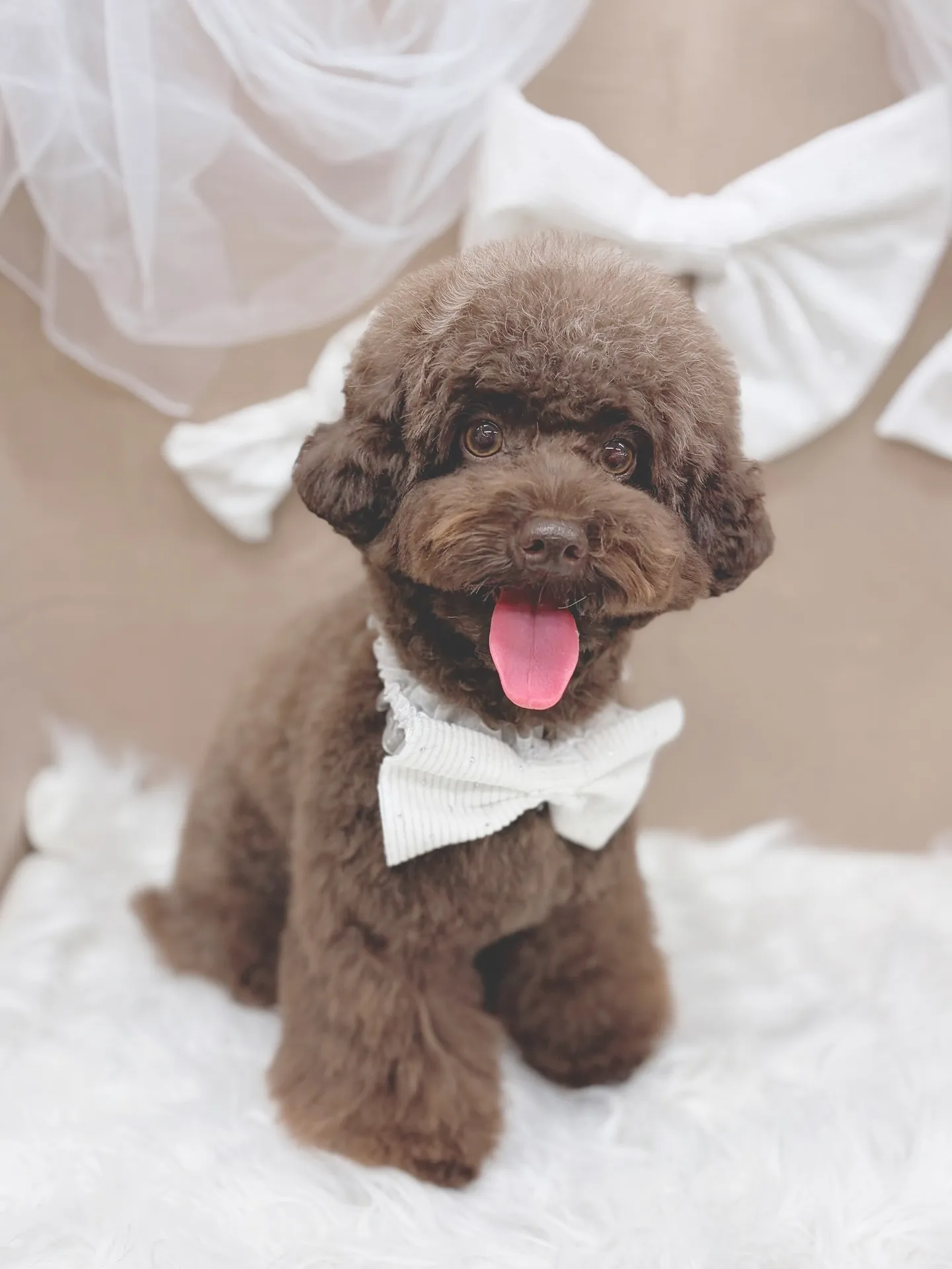 ୨୧ ∴トリミングサロン∴ ୨୧