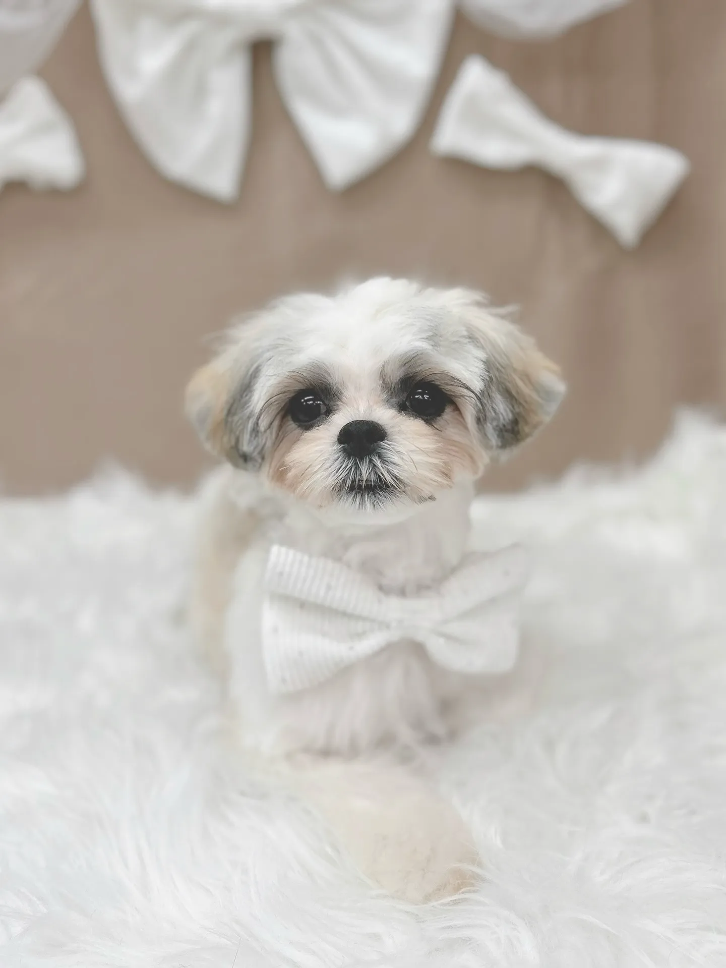 ୨୧ ∴トリミングサロン∴ ୨୧