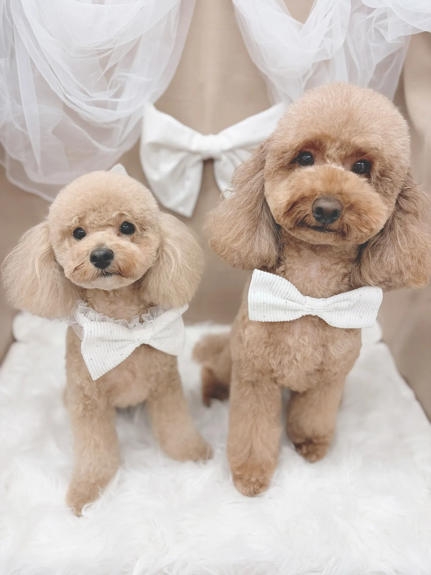 ୨୧ ∴トリミングサロン∴ ୨୧