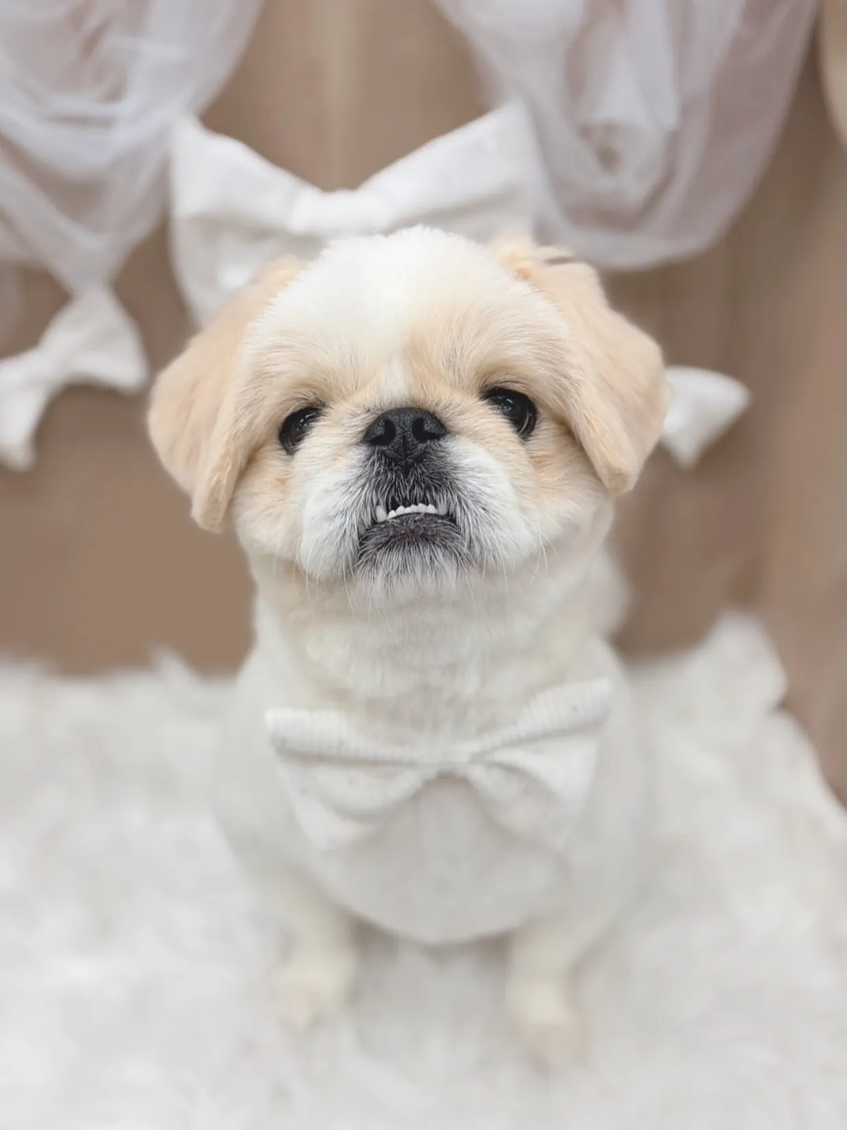 ୨୧ ∴トリミングサロン∴ ୨୧