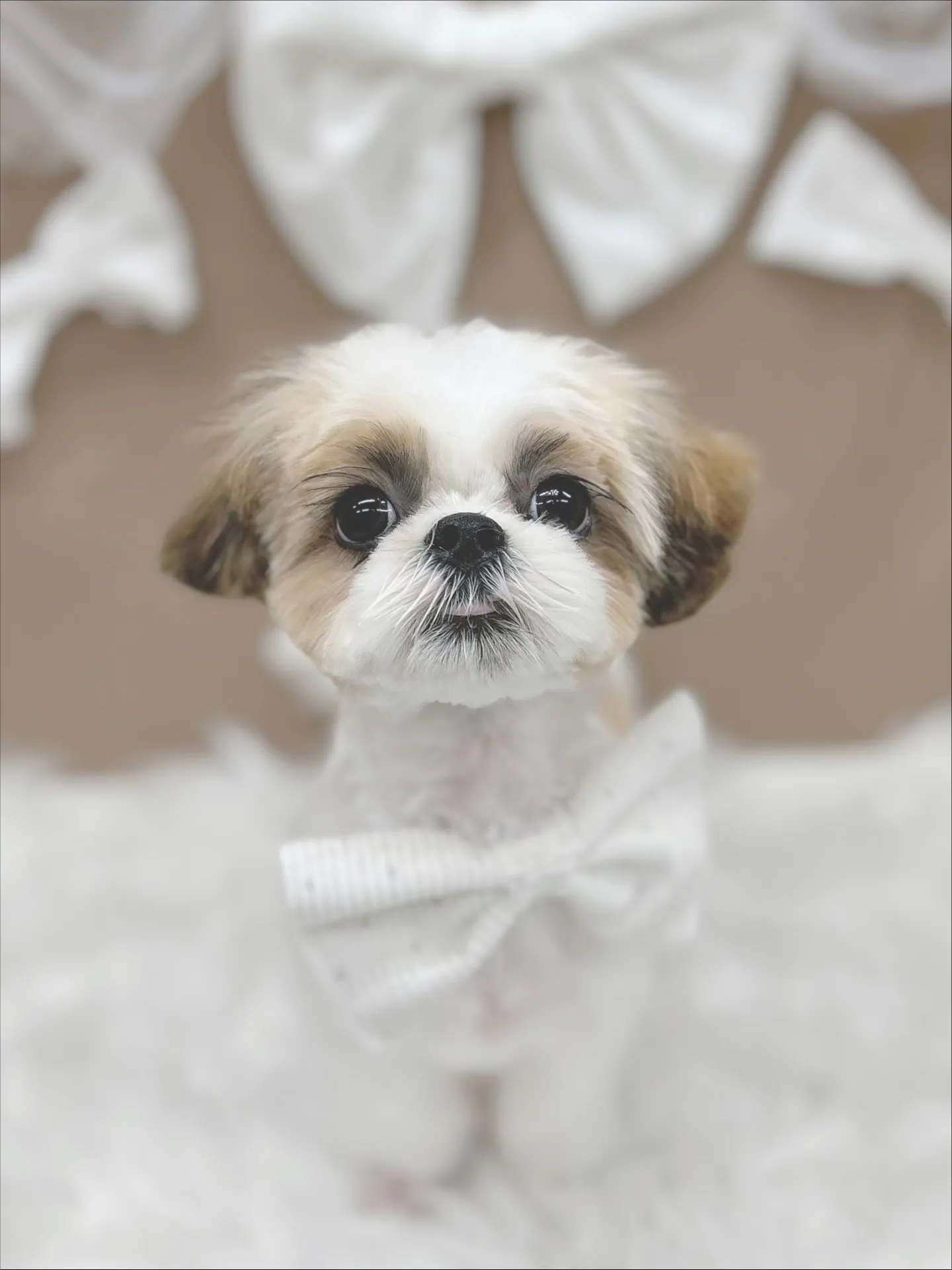 ୨୧ ∴トリミングサロン∴ ୨୧