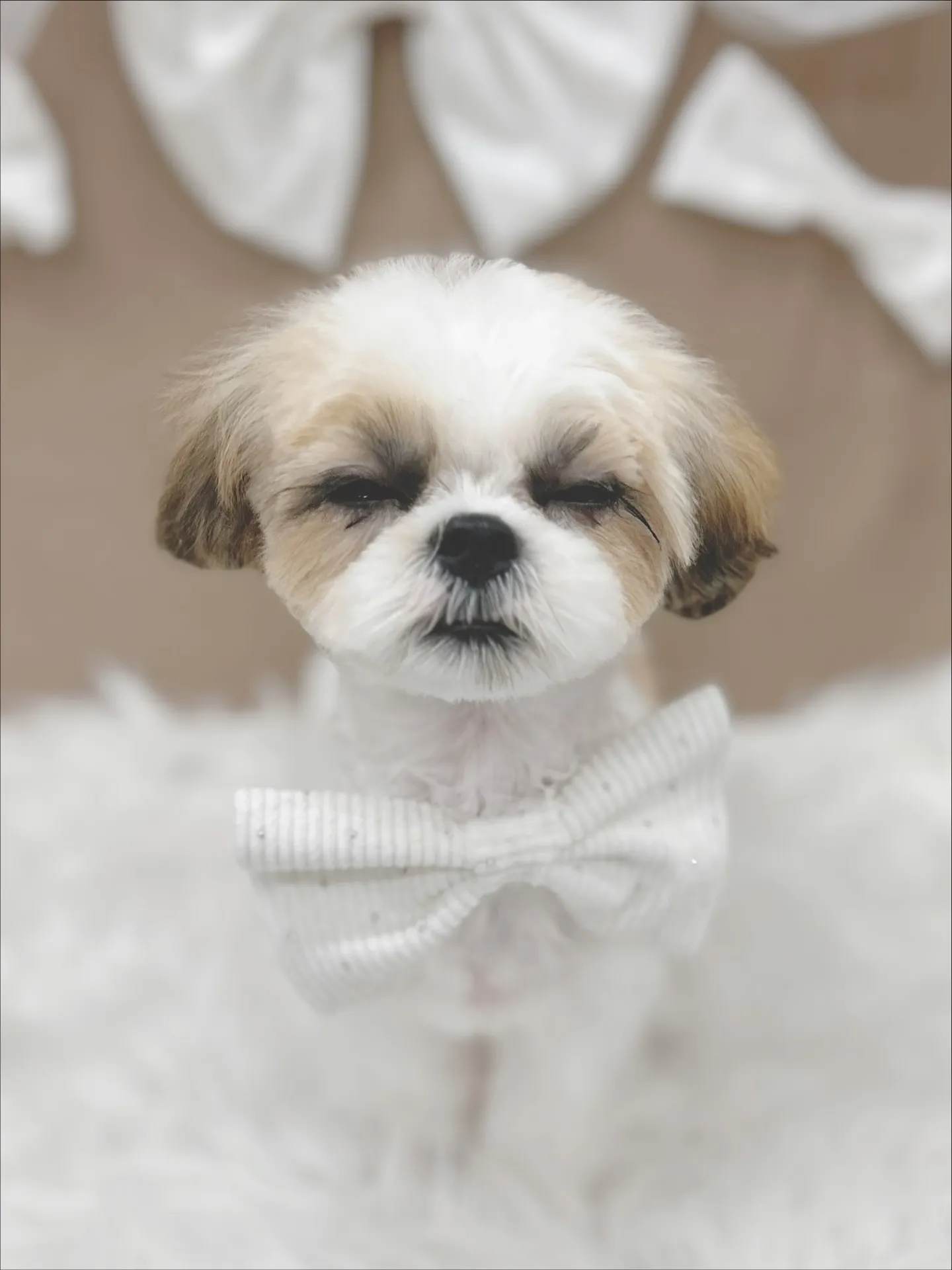 ୨୧ ∴トリミングサロン∴ ୨୧