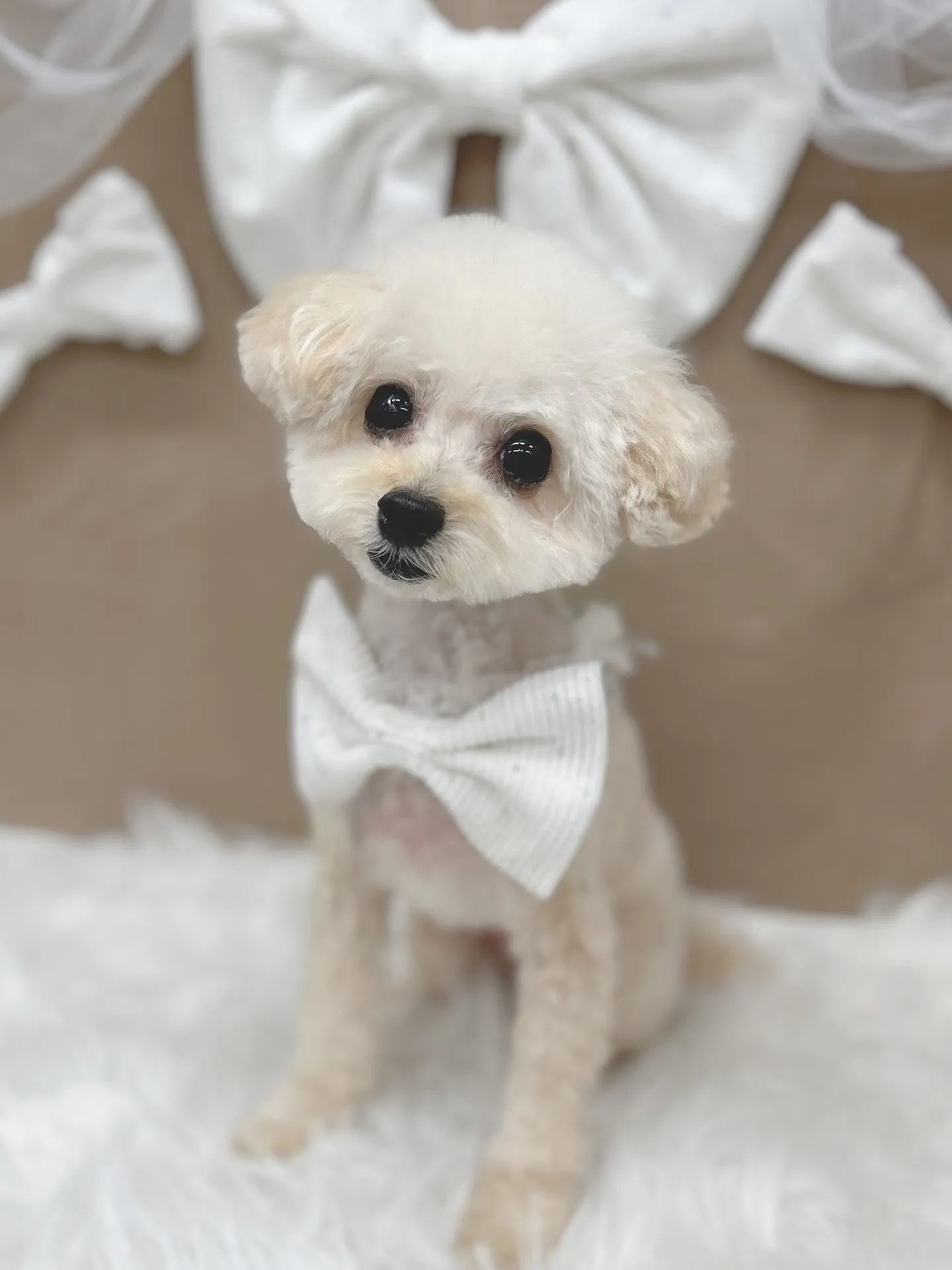 ୨୧ ∴トリミングサロン∴ ୨୧