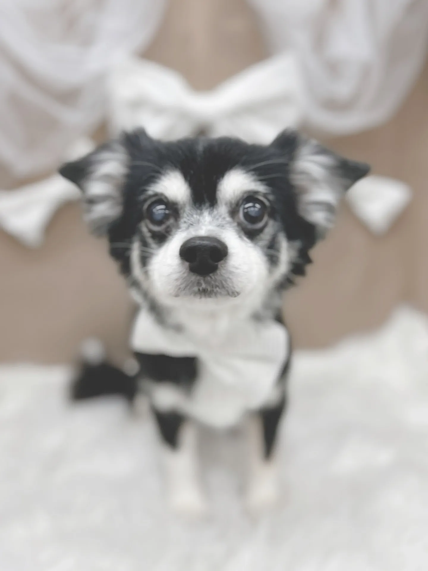 ୨୧ ∴トリミングサロン∴ ୨୧