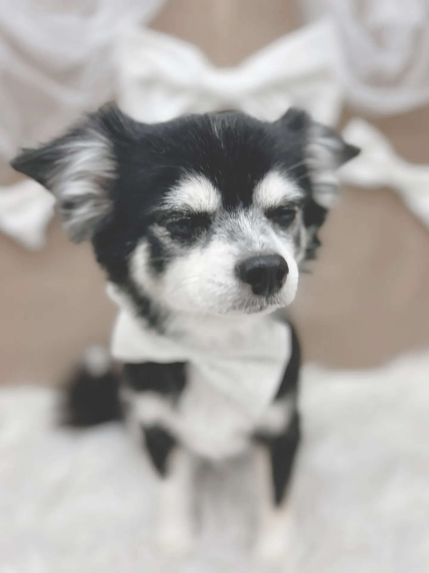 ୨୧ ∴トリミングサロン∴ ୨୧