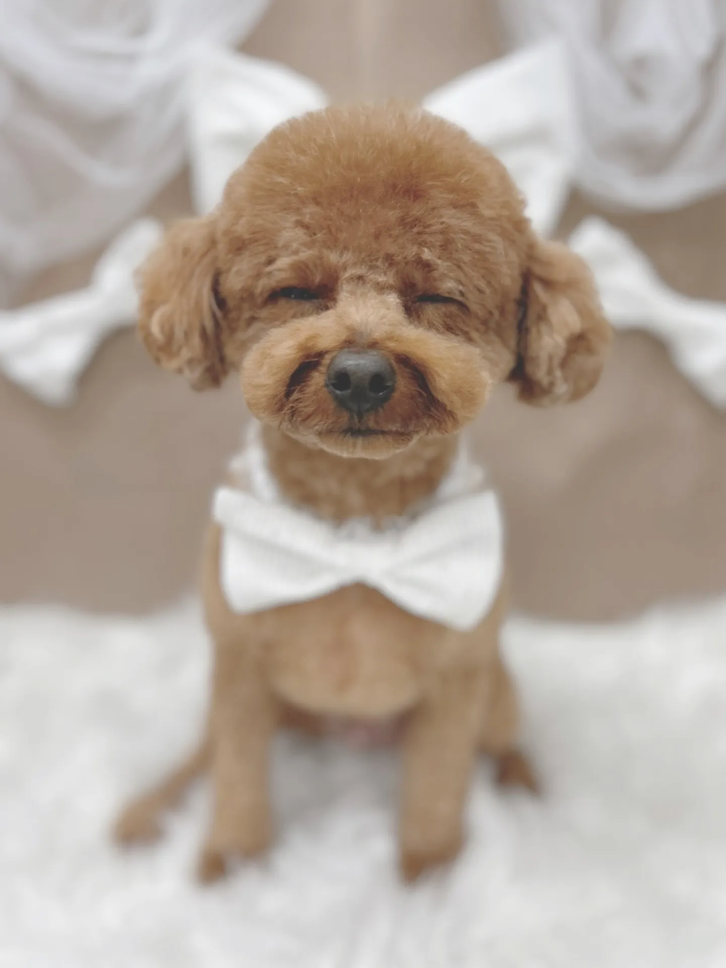 ୨୧ ∴トリミングサロン∴ ୨୧