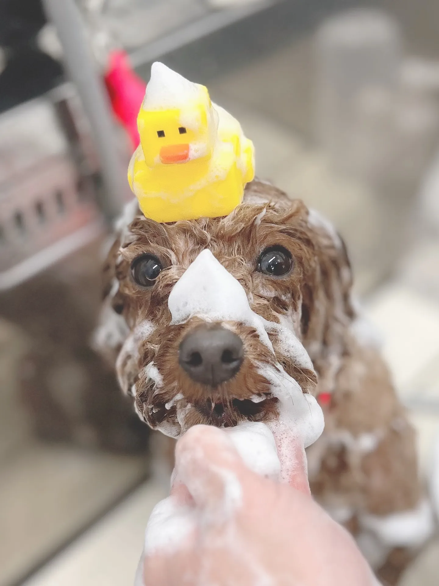 ୨୧ ∴トリミングサロン∴ ୨୧