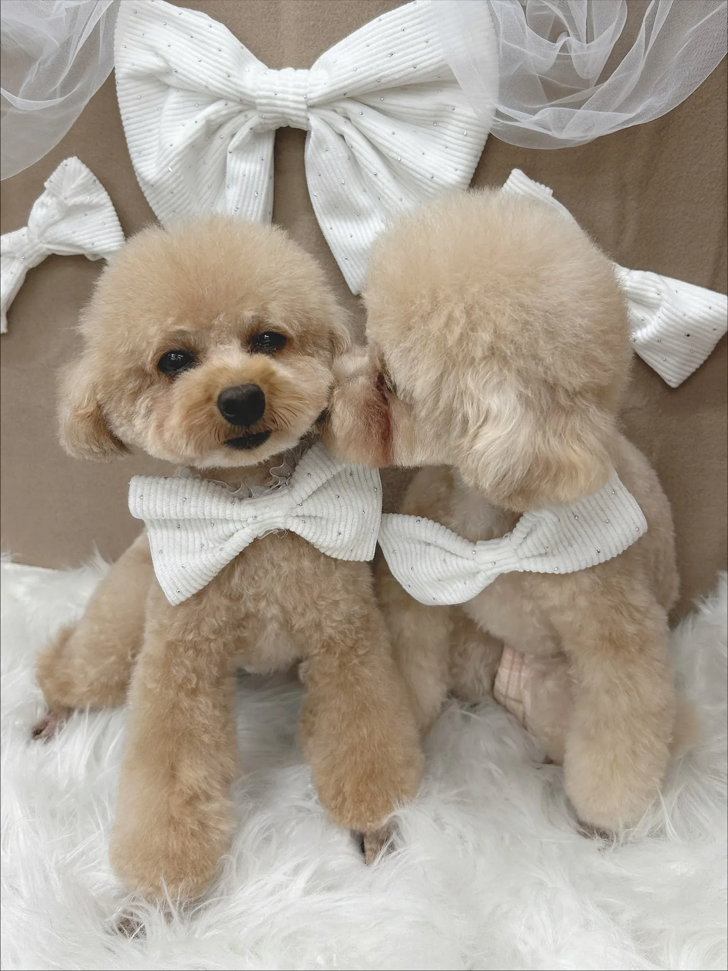 ୨୧ ∴トリミングサロン∴ ୨୧