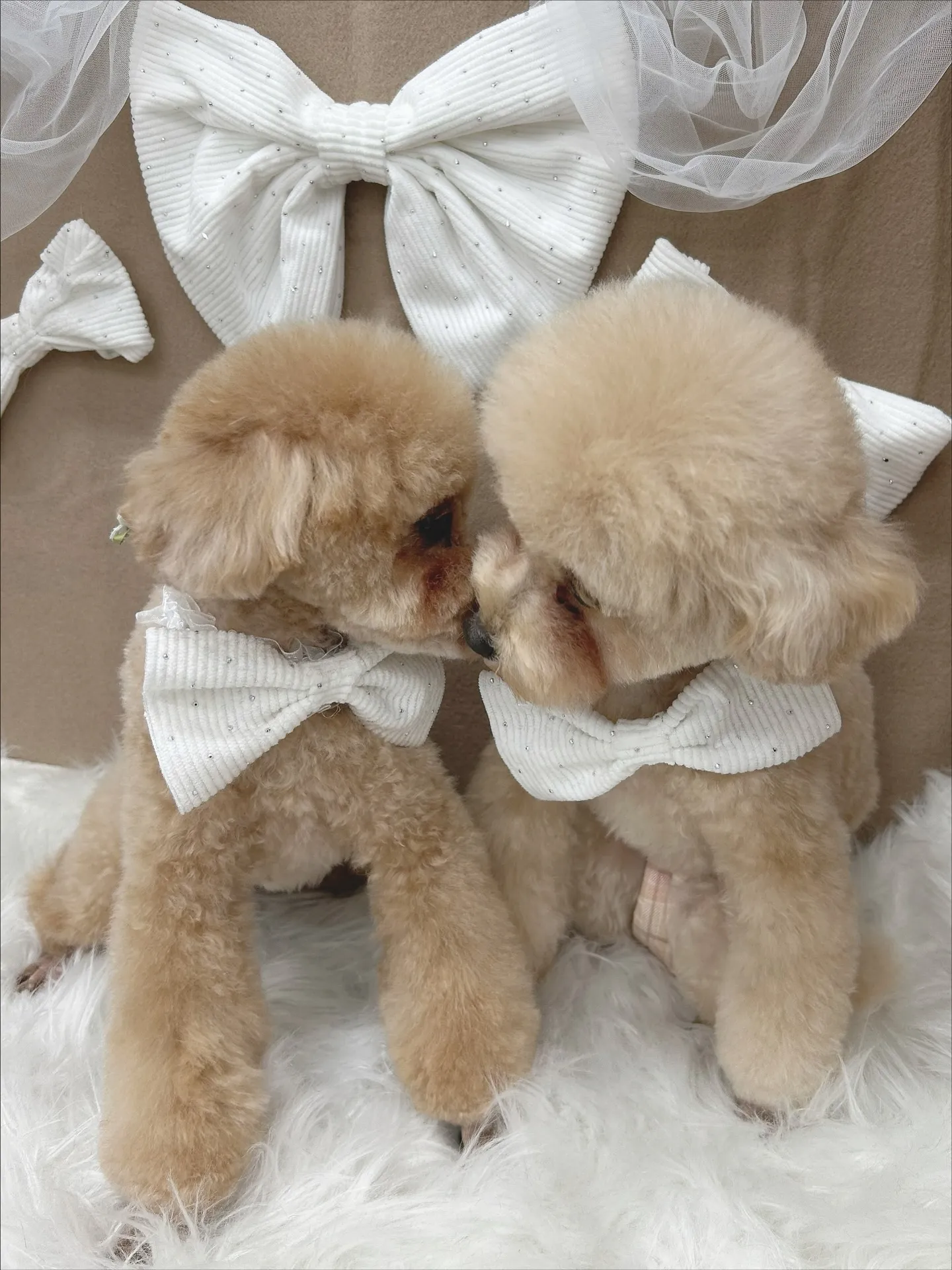 ୨୧ ∴トリミングサロン∴ ୨୧