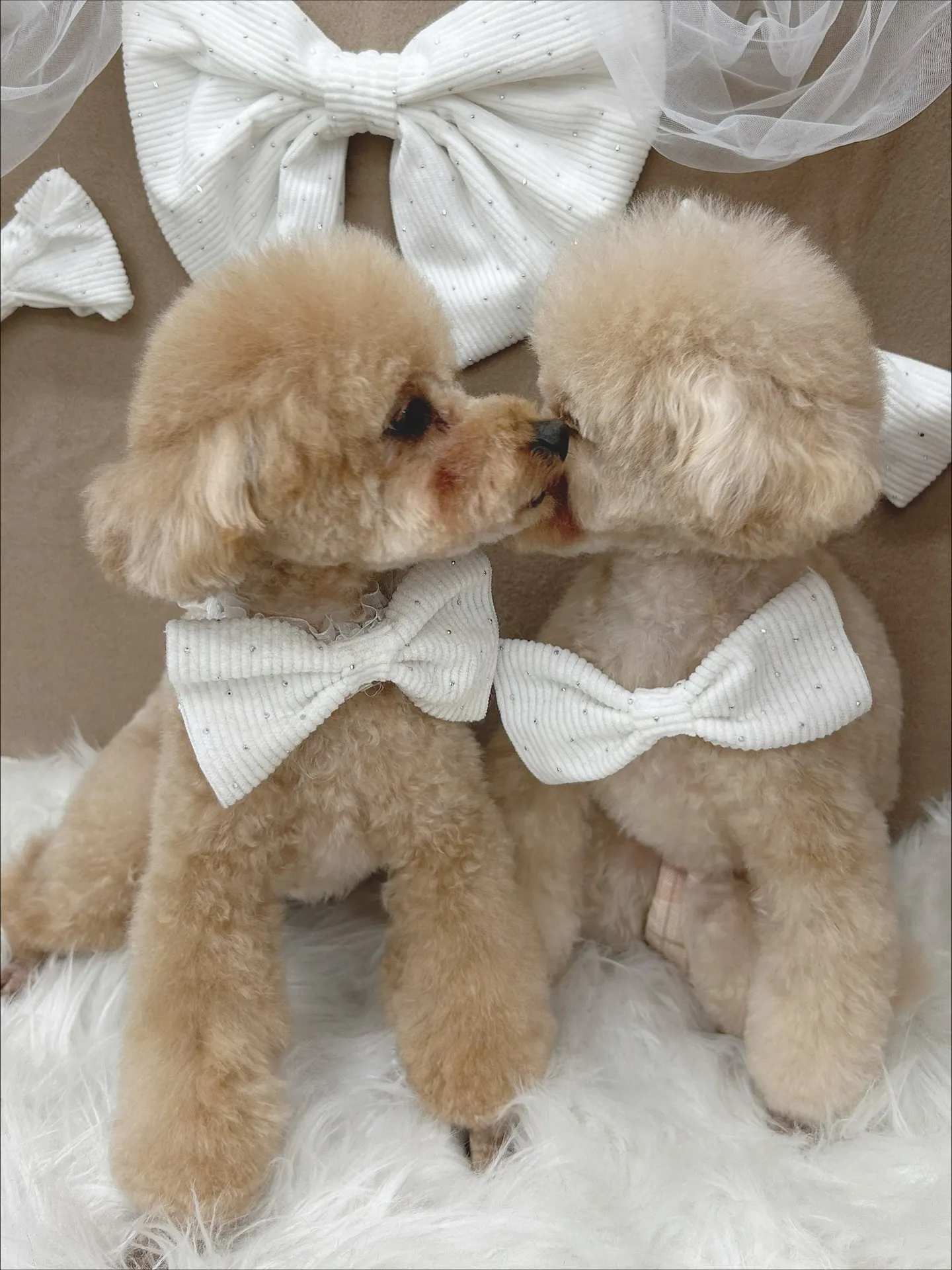 ୨୧ ∴トリミングサロン∴ ୨୧