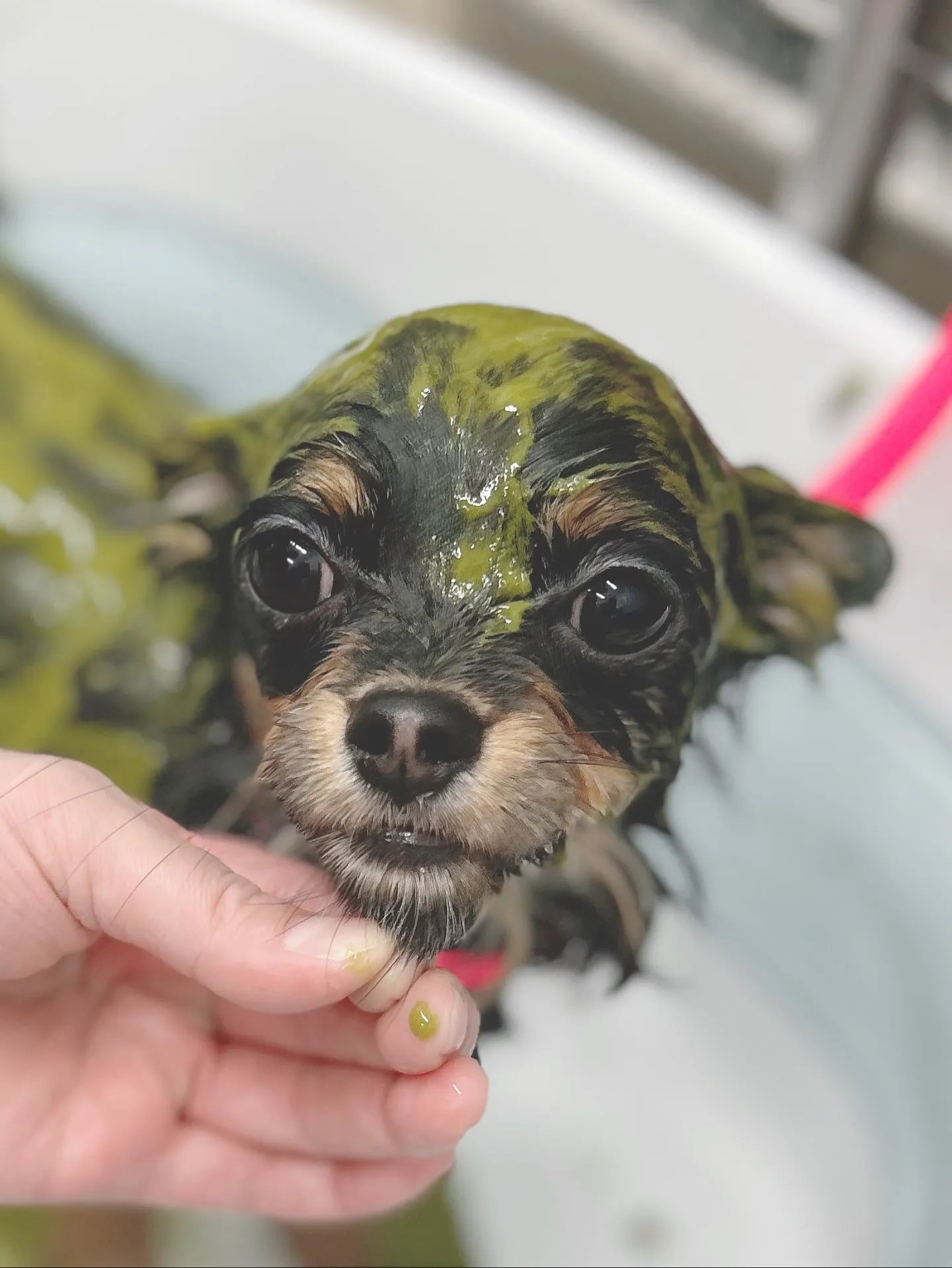 ୨୧ ∴トリミングサロン∴ ୨୧