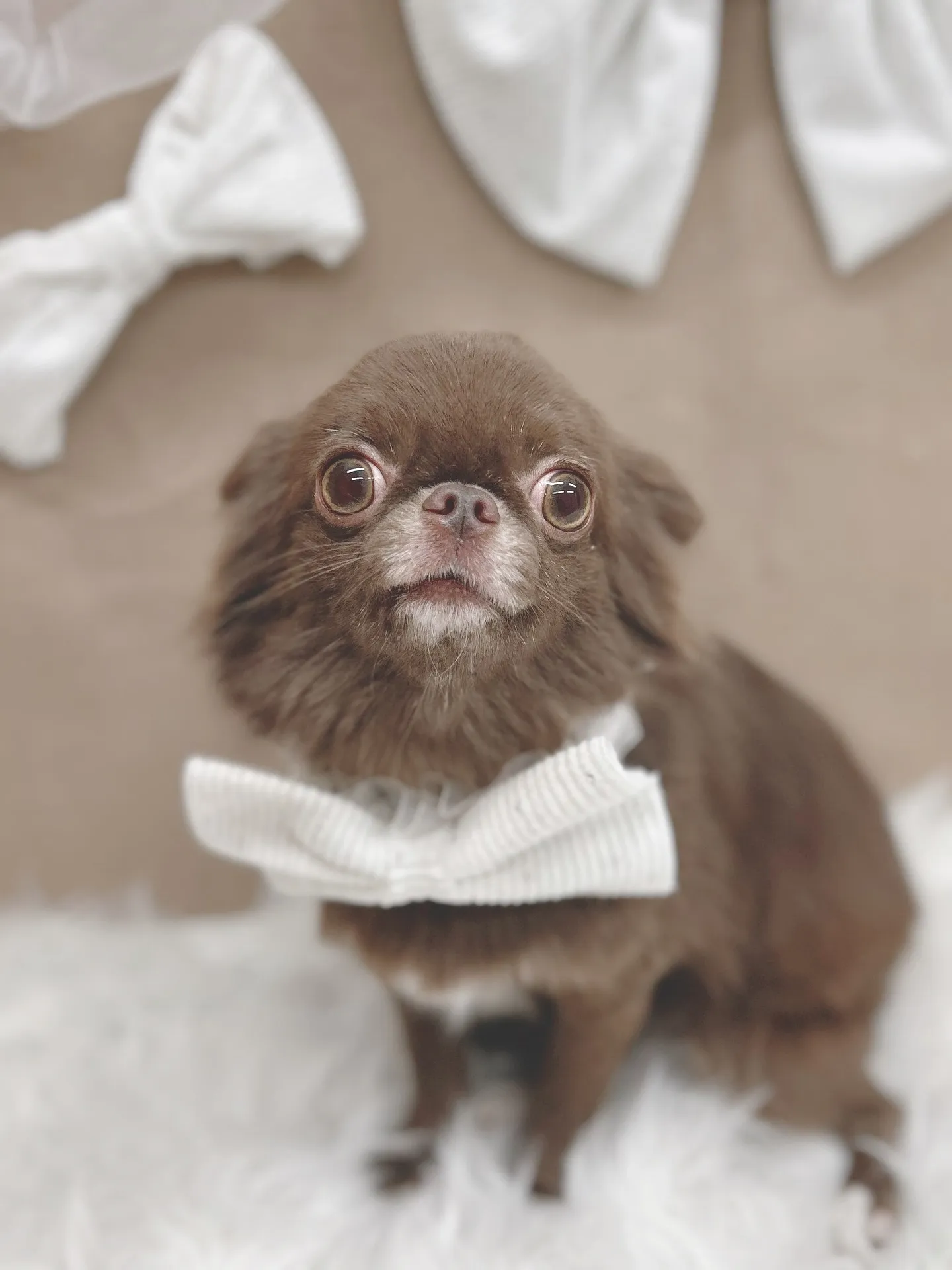 ୨୧ ∴トリミングサロン∴ ୨୧