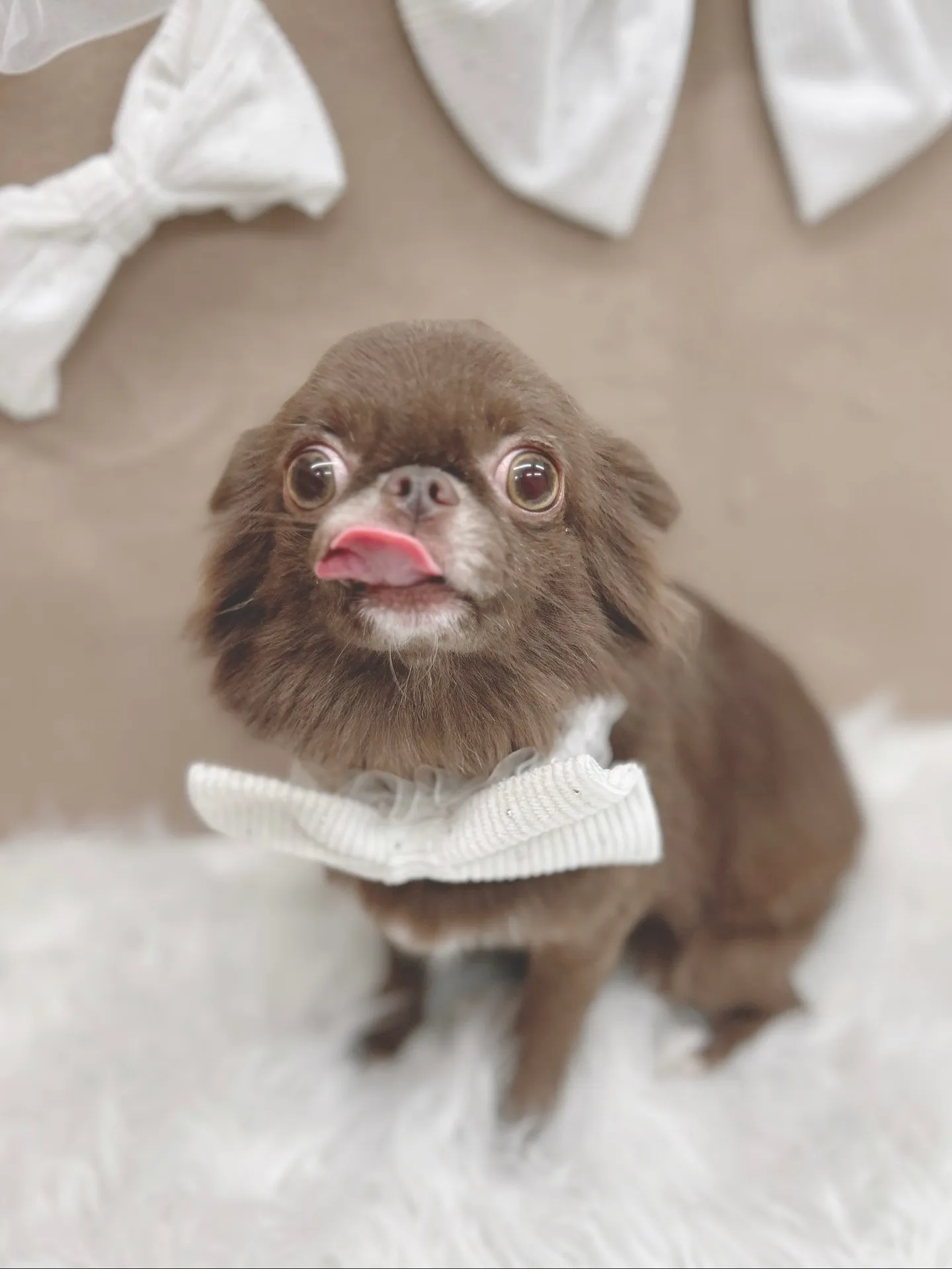 ୨୧ ∴トリミングサロン∴ ୨୧