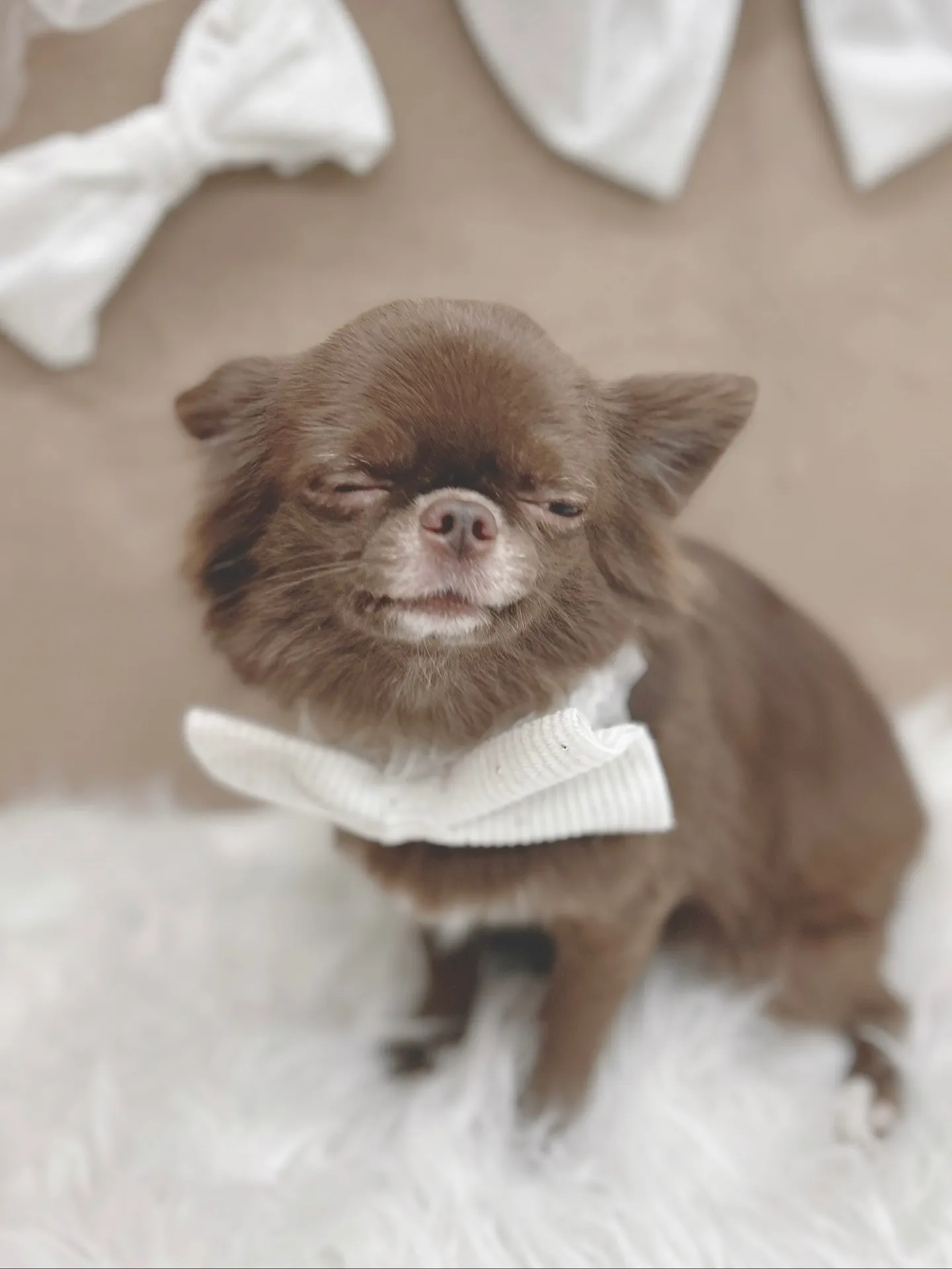 ୨୧ ∴トリミングサロン∴ ୨୧