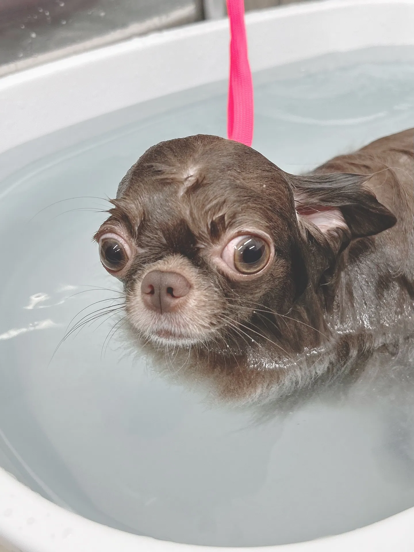 ୨୧ ∴トリミングサロン∴ ୨୧