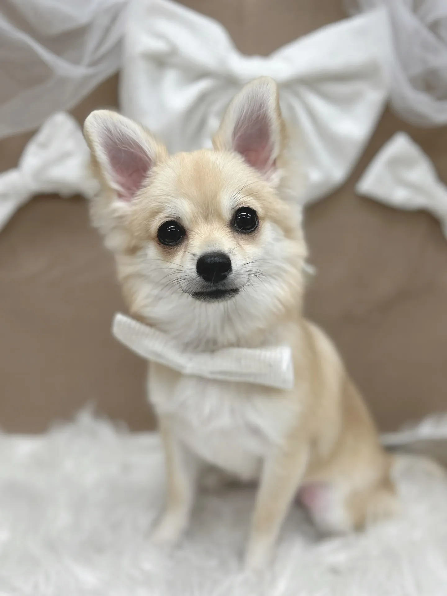 ୨୧ ∴トリミングサロン∴ ୨୧