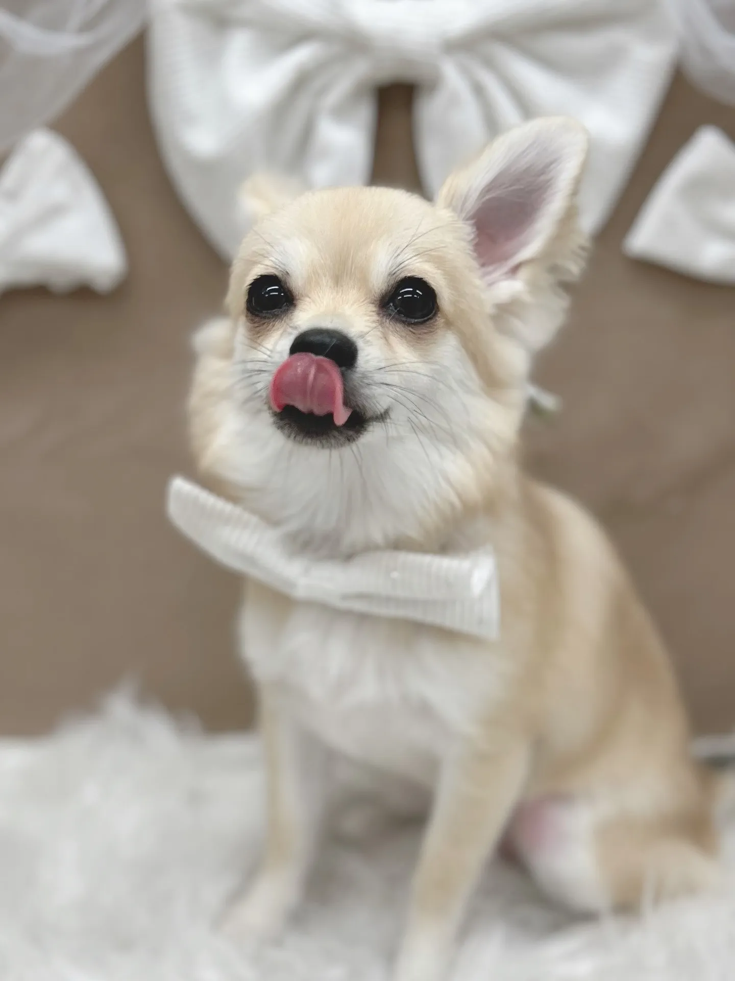 ୨୧ ∴トリミングサロン∴ ୨୧