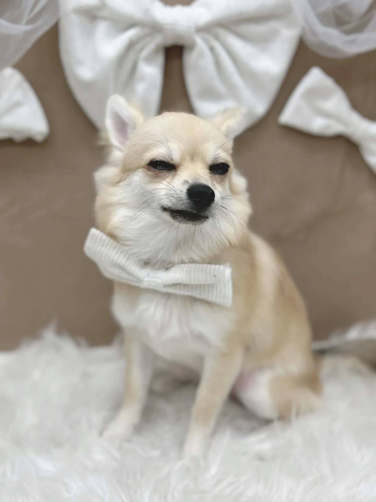 ୨୧ ∴トリミングサロン∴ ୨୧