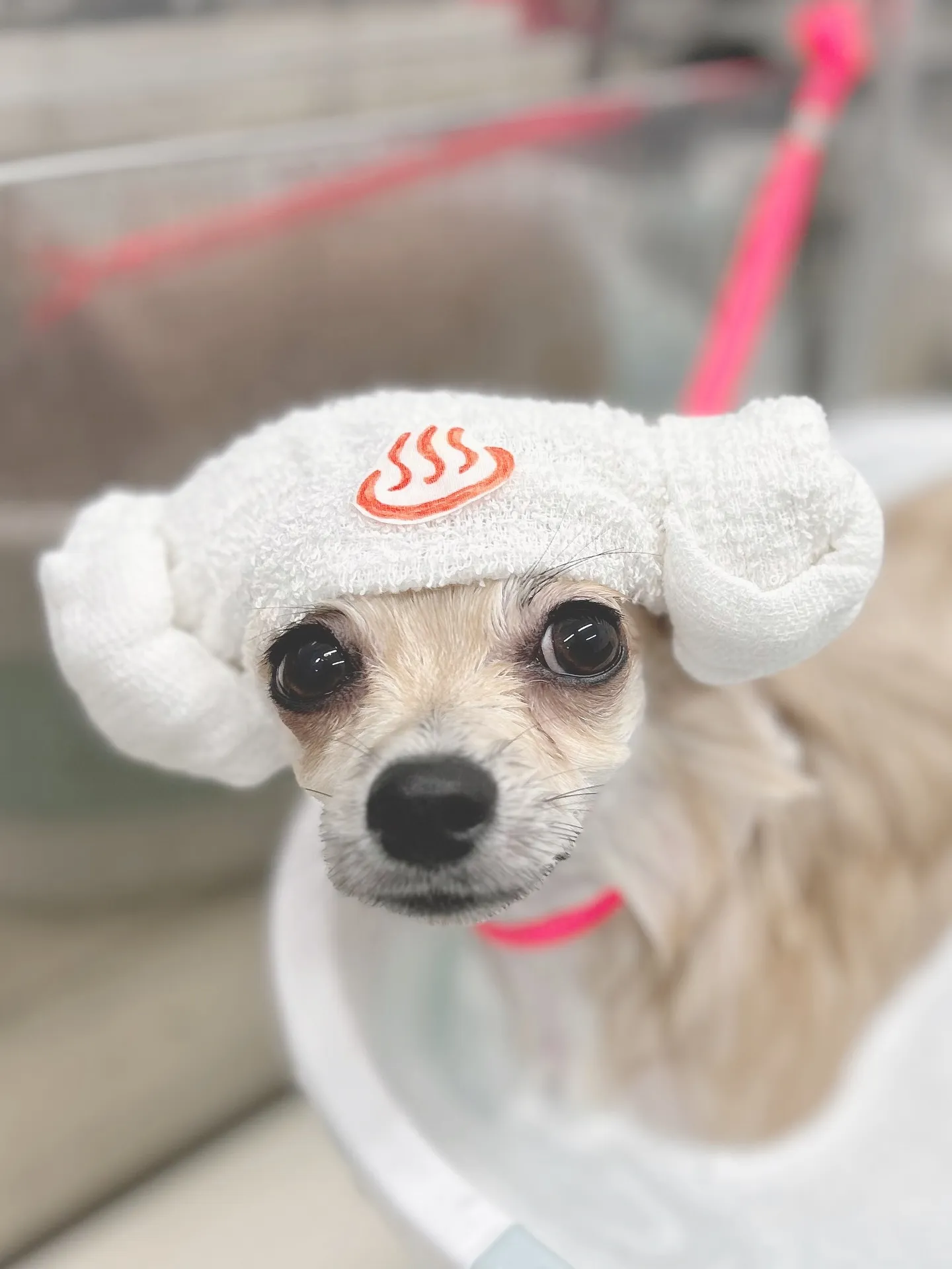 ୨୧ ∴トリミングサロン∴ ୨୧