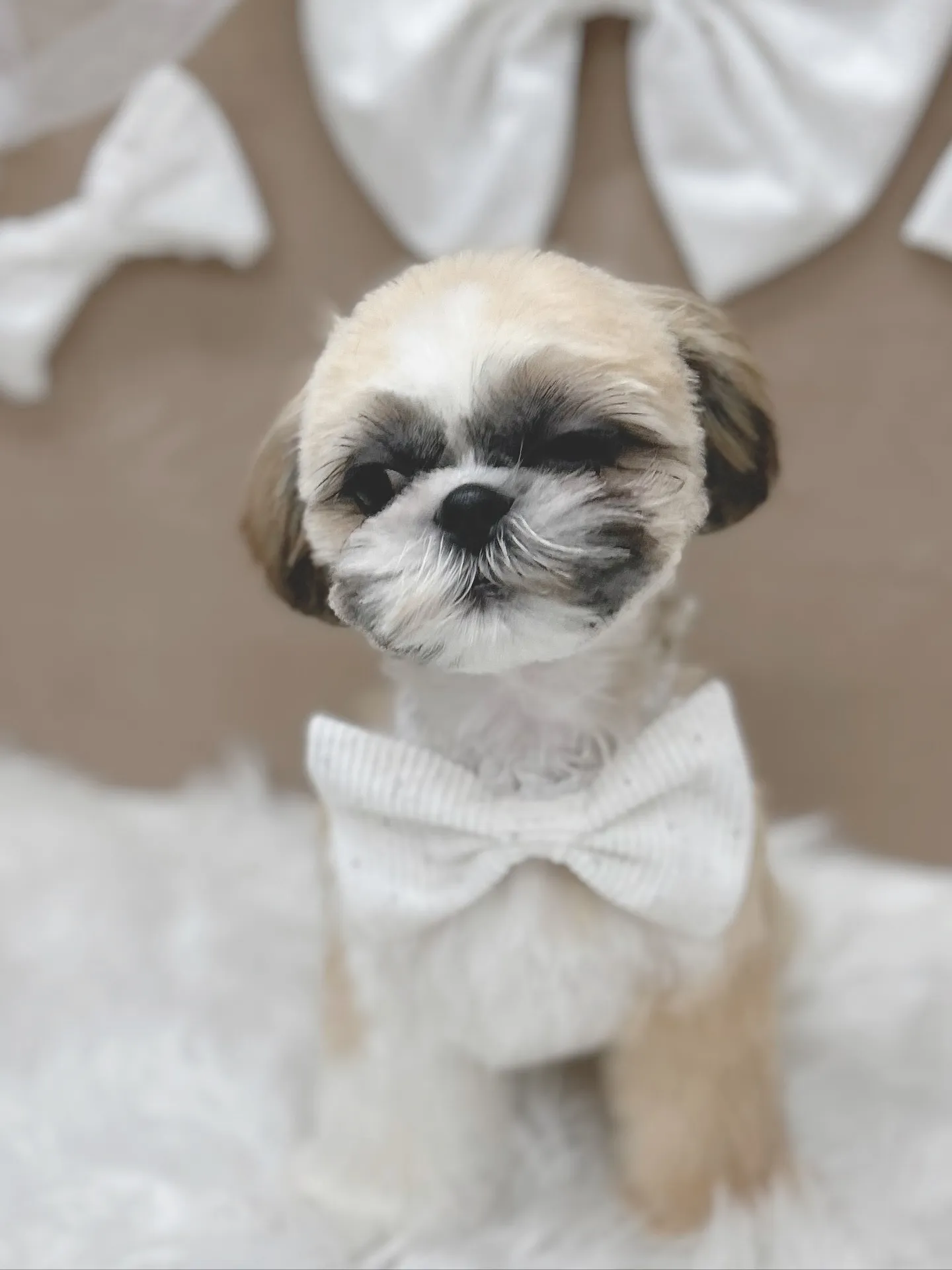 ୨୧ ∴トリミングサロン∴ ୨୧