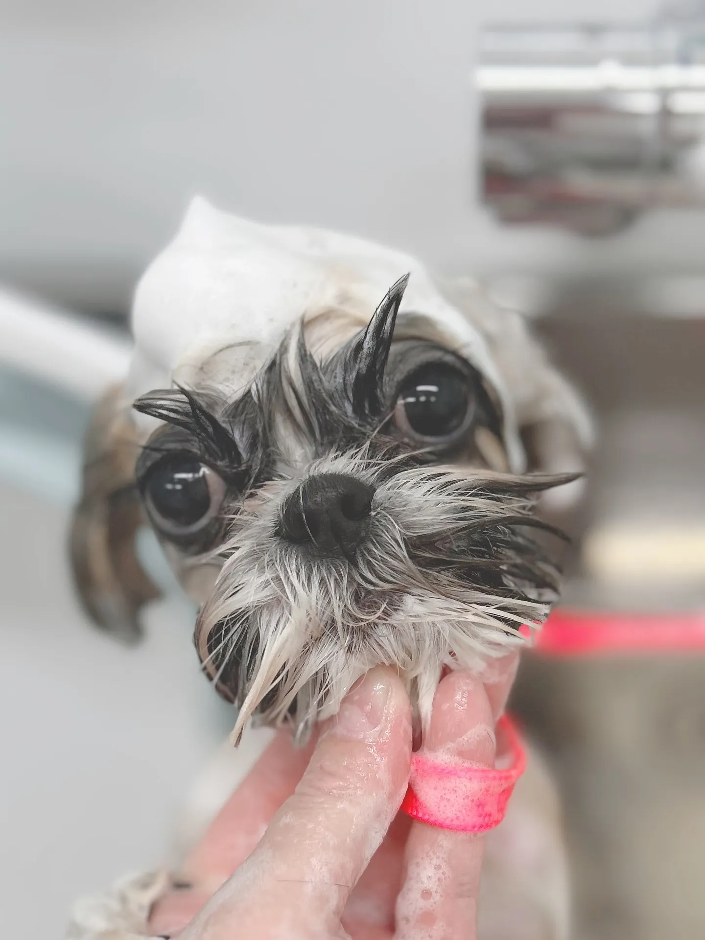 ୨୧ ∴トリミングサロン∴ ୨୧