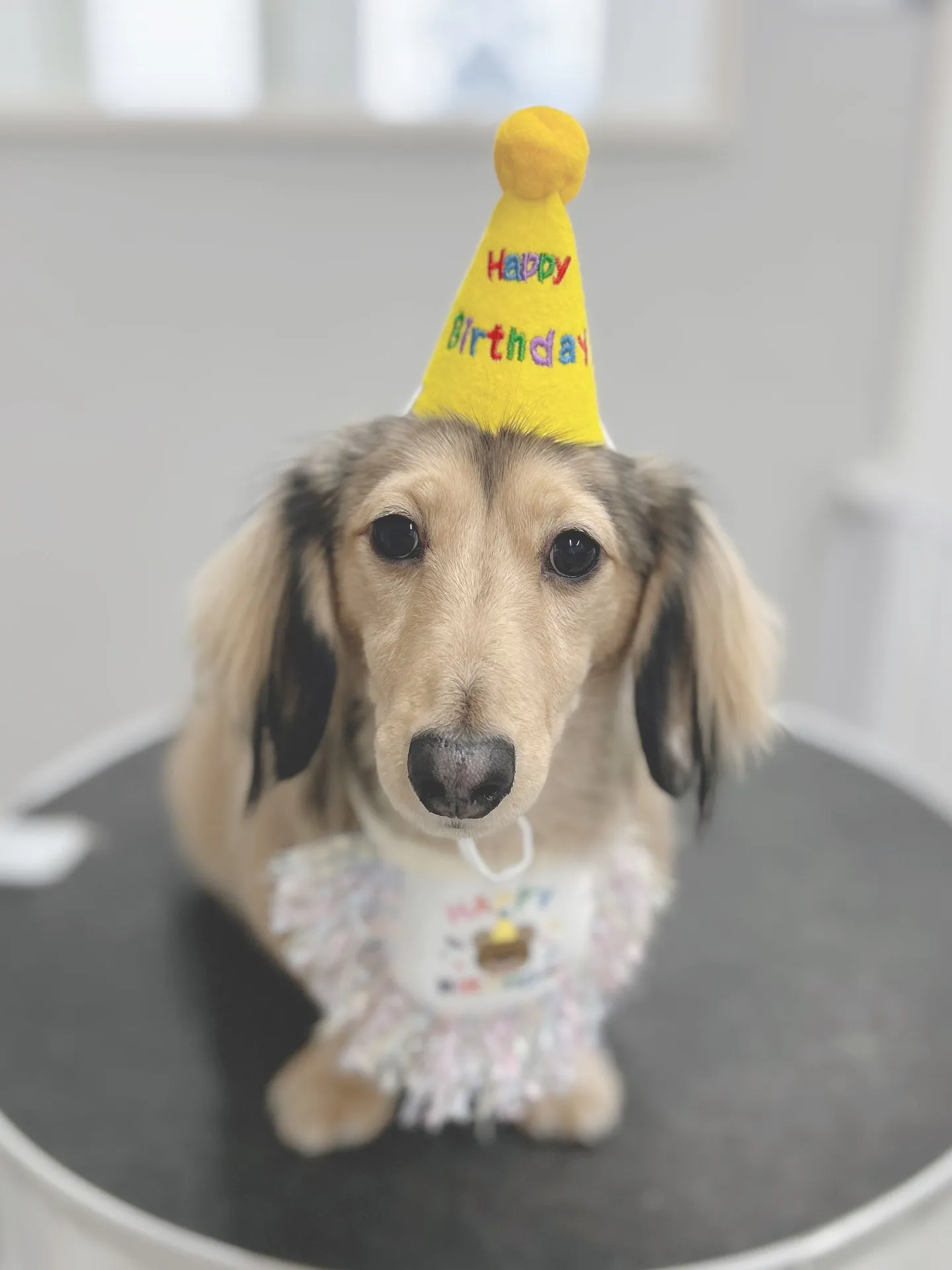 ୨୧ ∴トリミングサロン∴ ୨୧