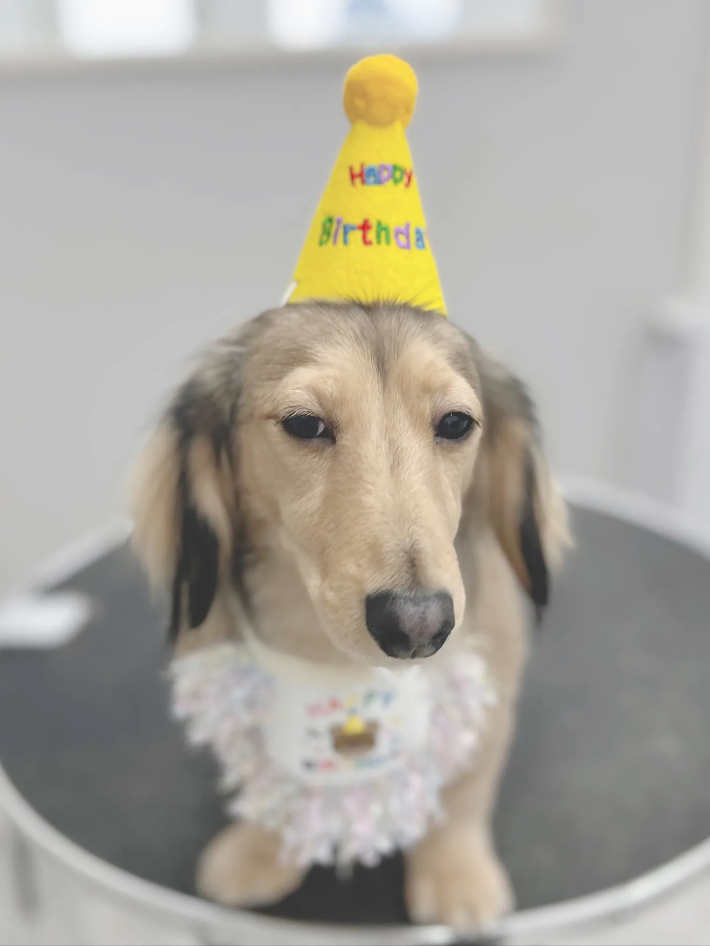 ୨୧ ∴トリミングサロン∴ ୨୧