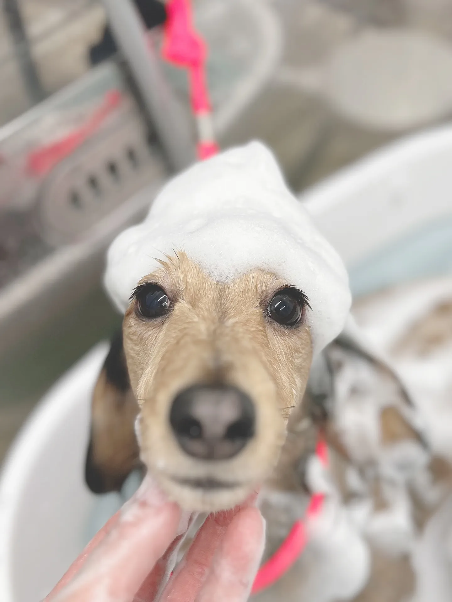 ୨୧ ∴トリミングサロン∴ ୨୧