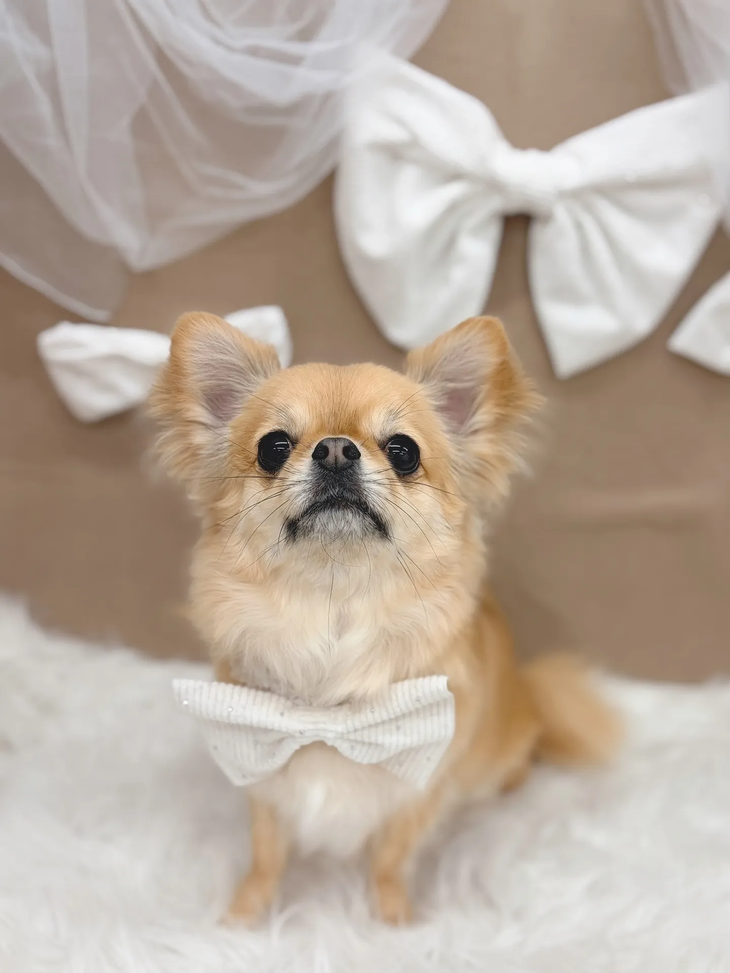 ୨୧ ∴トリミングサロン∴ ୨୧