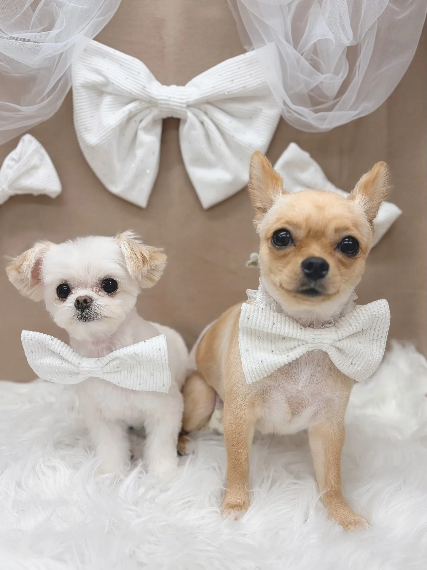 ୨୧ ∴トリミングサロン∴ ୨୧