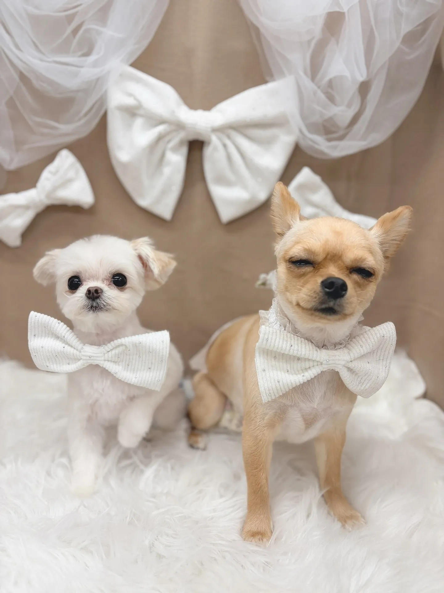 ୨୧ ∴トリミングサロン∴ ୨୧