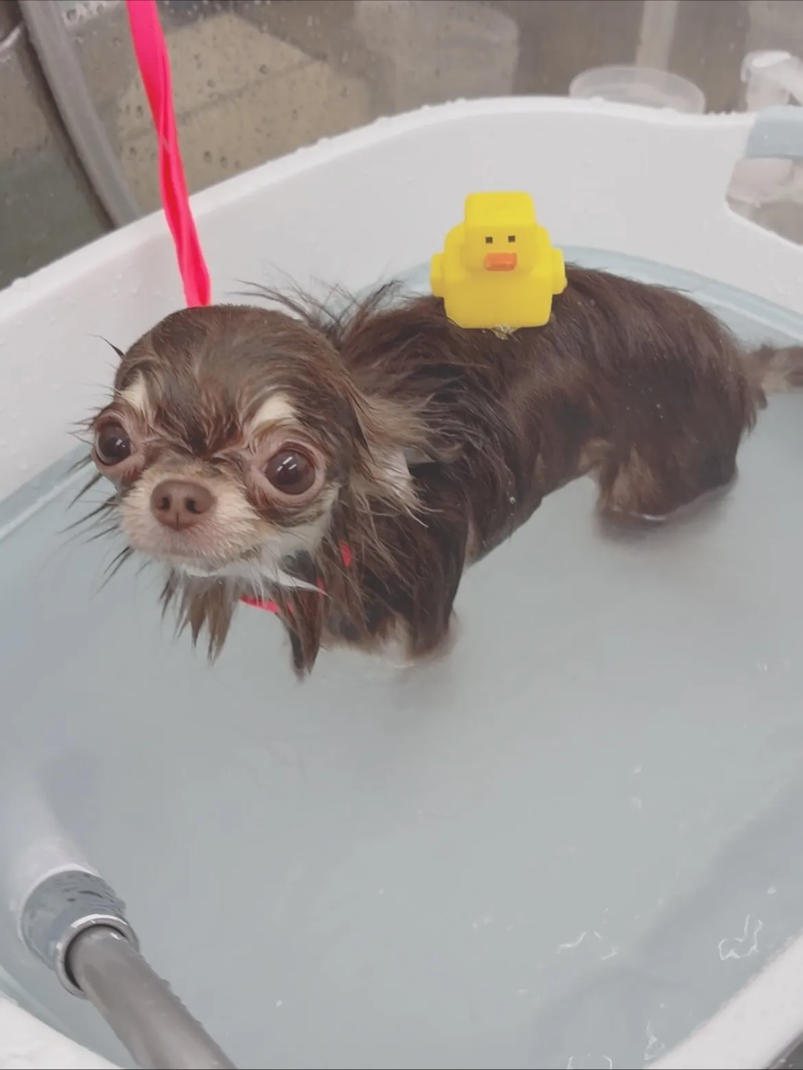 ୨୧ ∴トリミングサロン∴ ୨୧