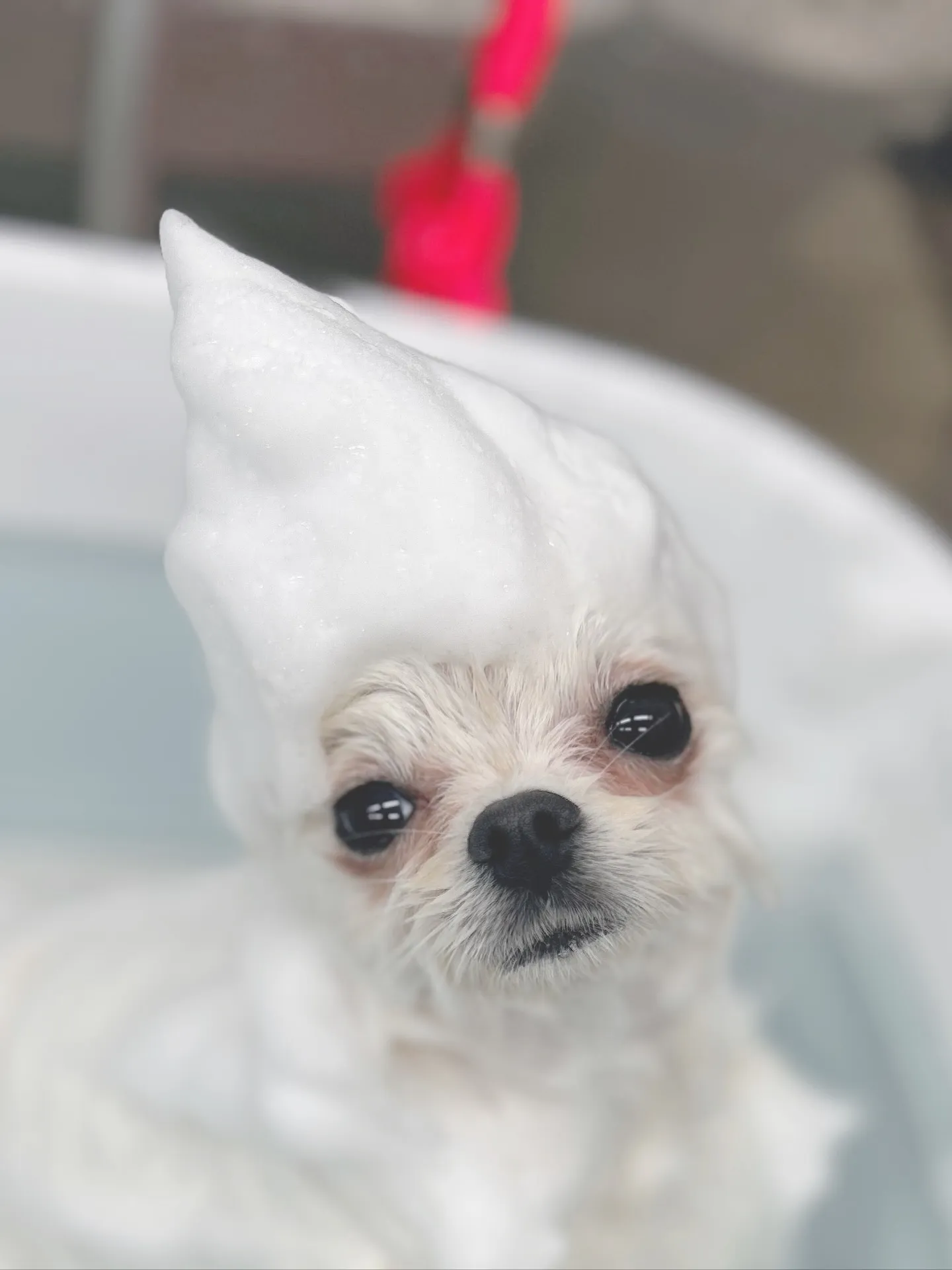 ୨୧ ∴トリミングサロン∴ ୨୧