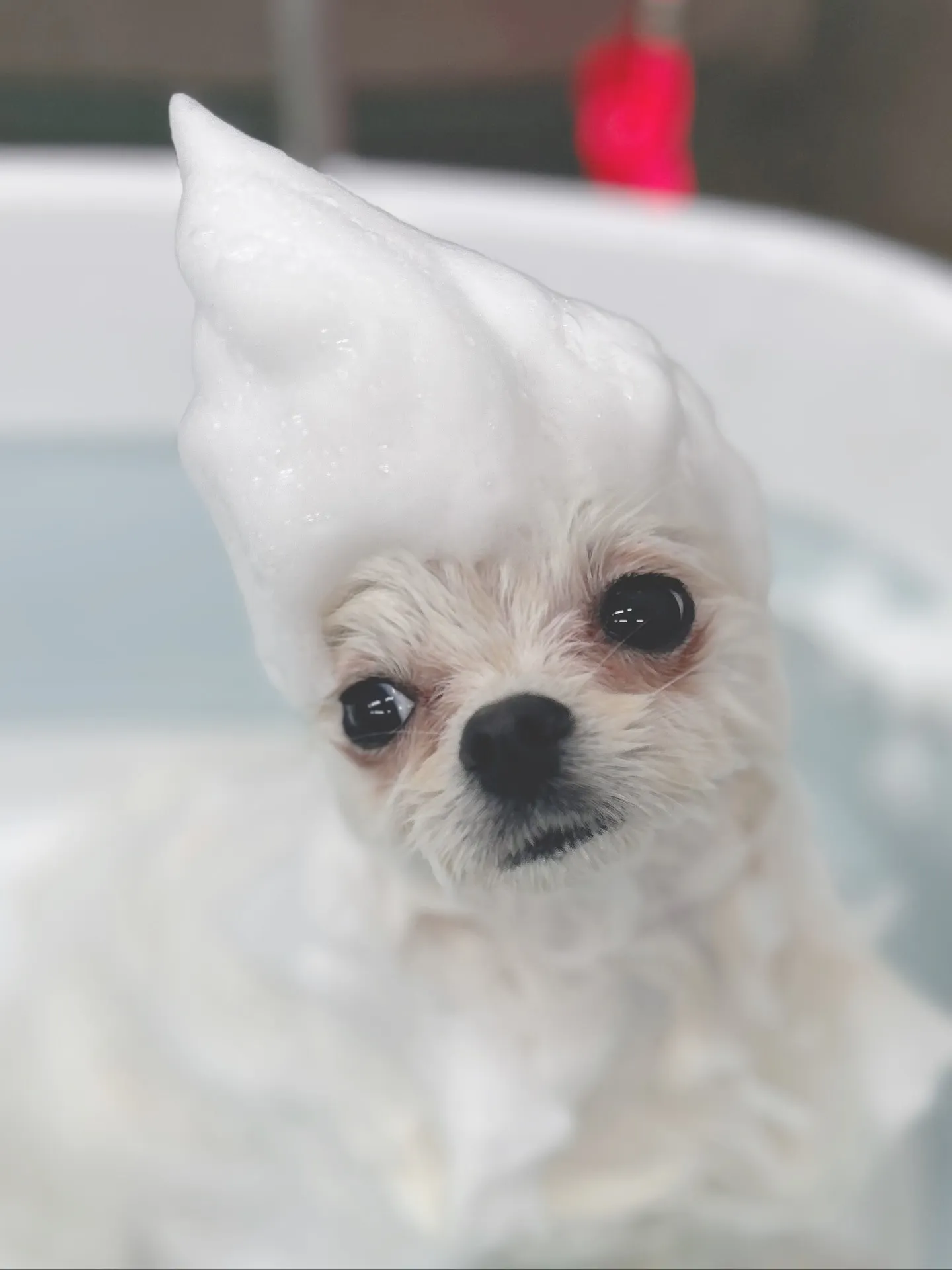 ୨୧ ∴トリミングサロン∴ ୨୧