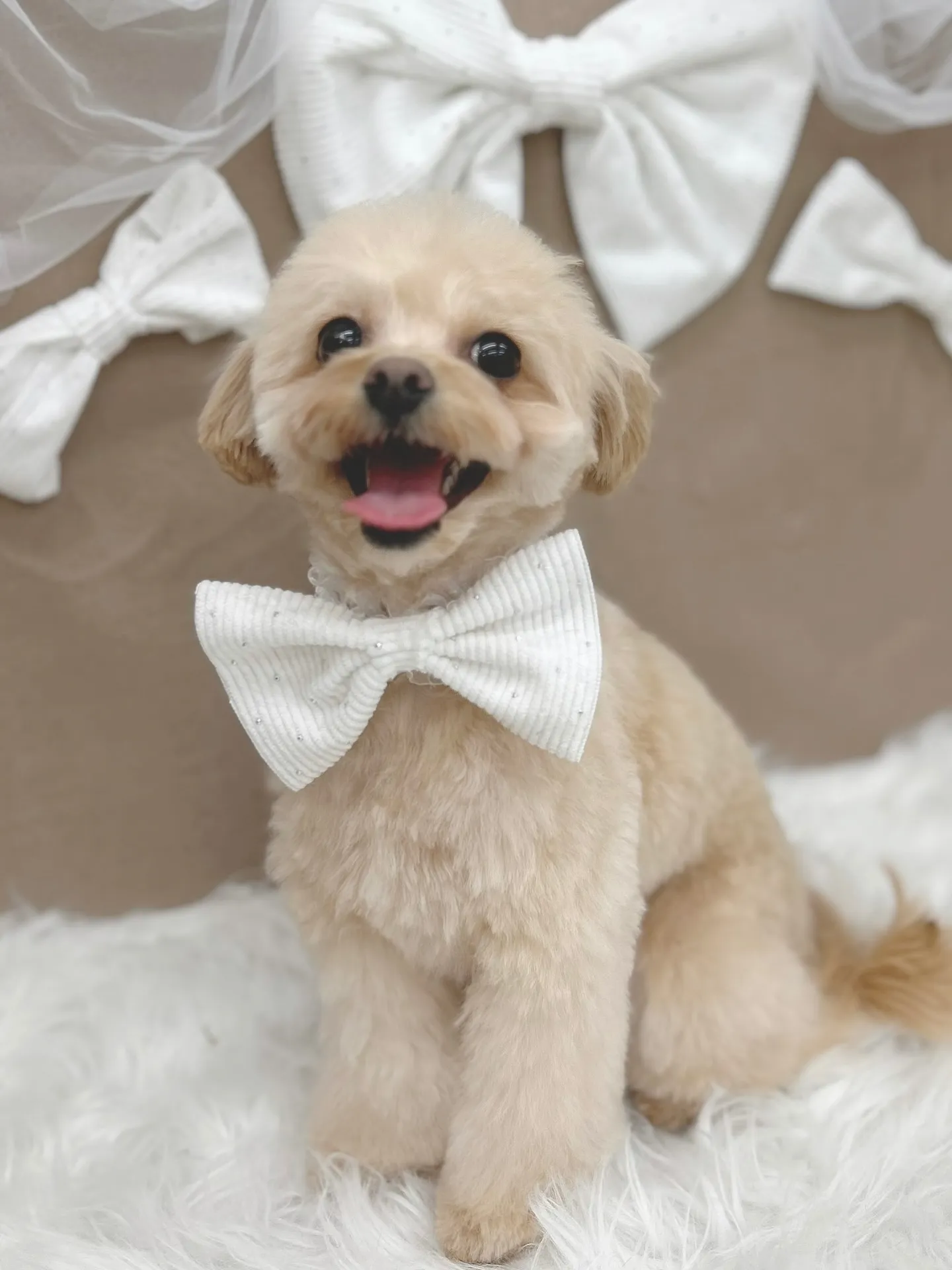 ୨୧ ∴トリミングサロン∴ ୨୧