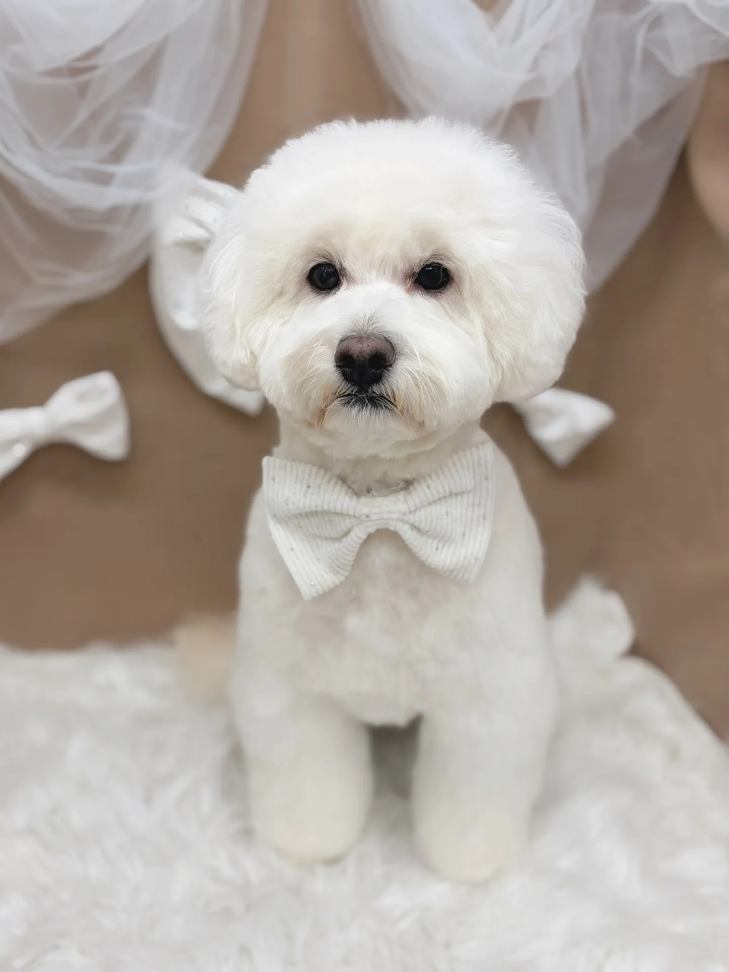 ୨୧ ∴トリミングサロン∴ ୨୧