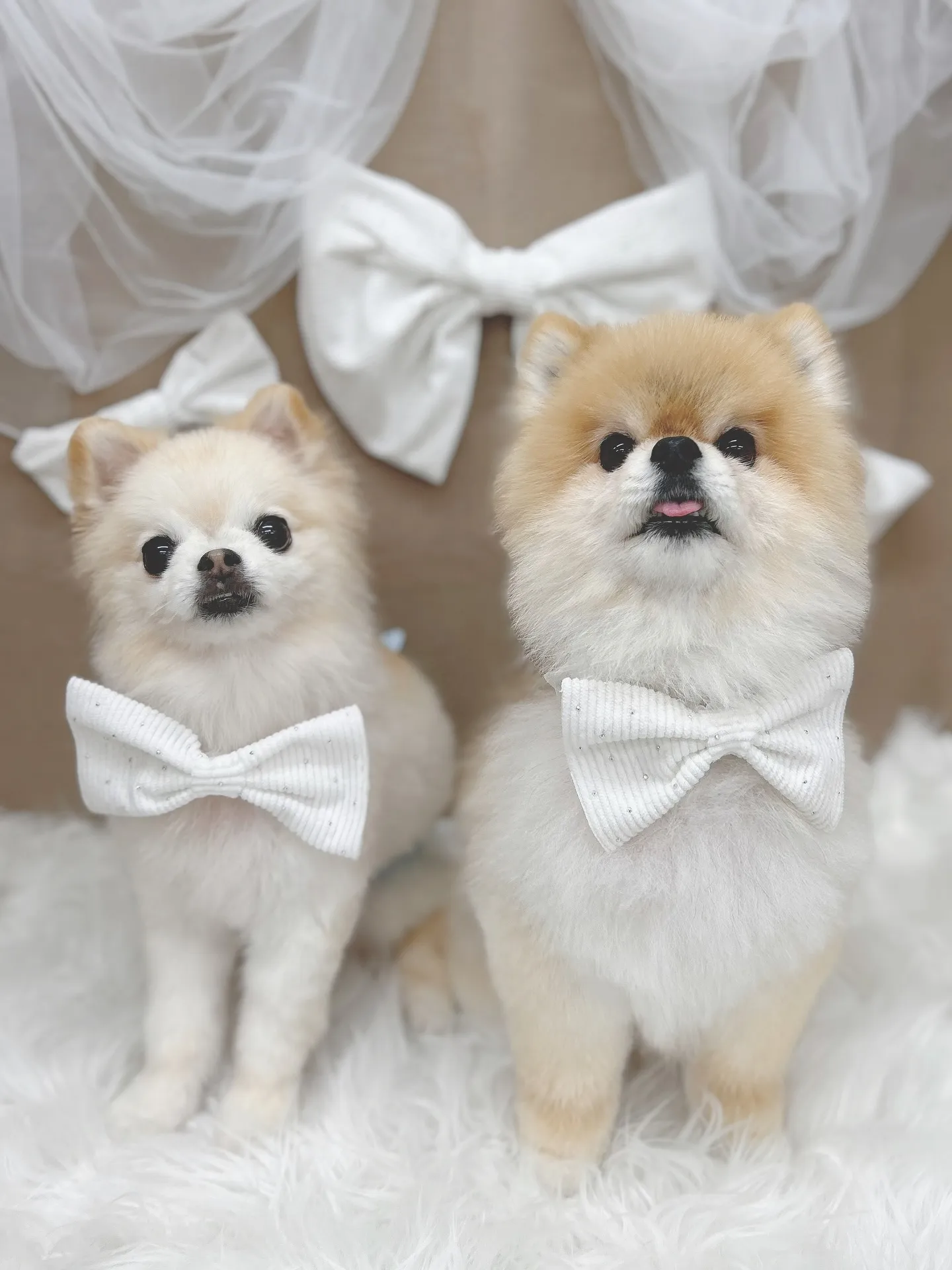 ୨୧ ∴トリミングサロン∴ ୨୧