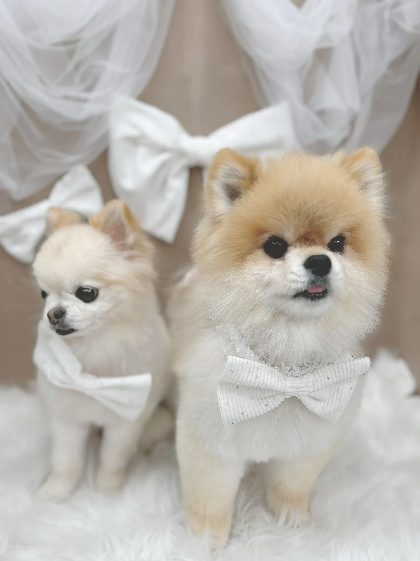 ୨୧ ∴トリミングサロン∴ ୨୧